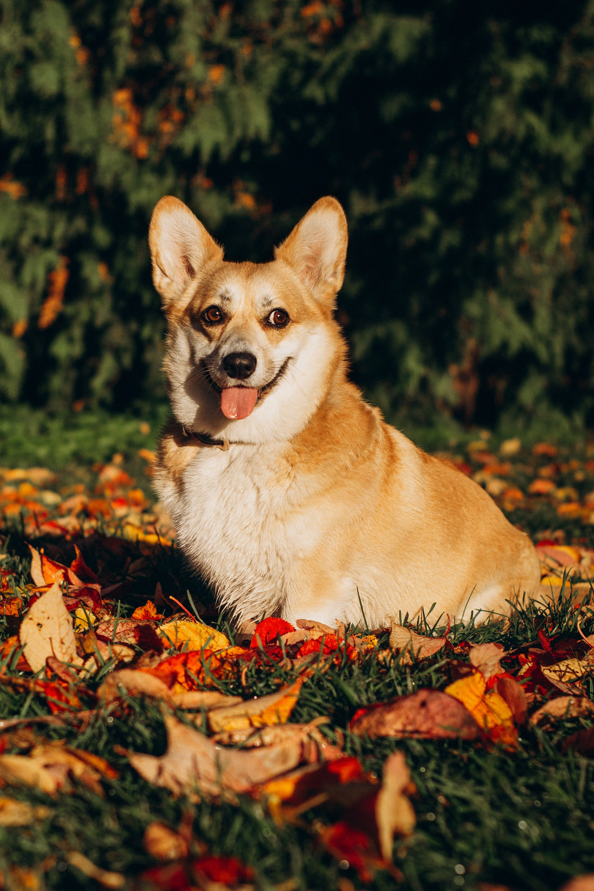 Irina and her Teffy, Pembroke Welsh Corgi. Kat Laisaar — Pet photographer in Tallinn