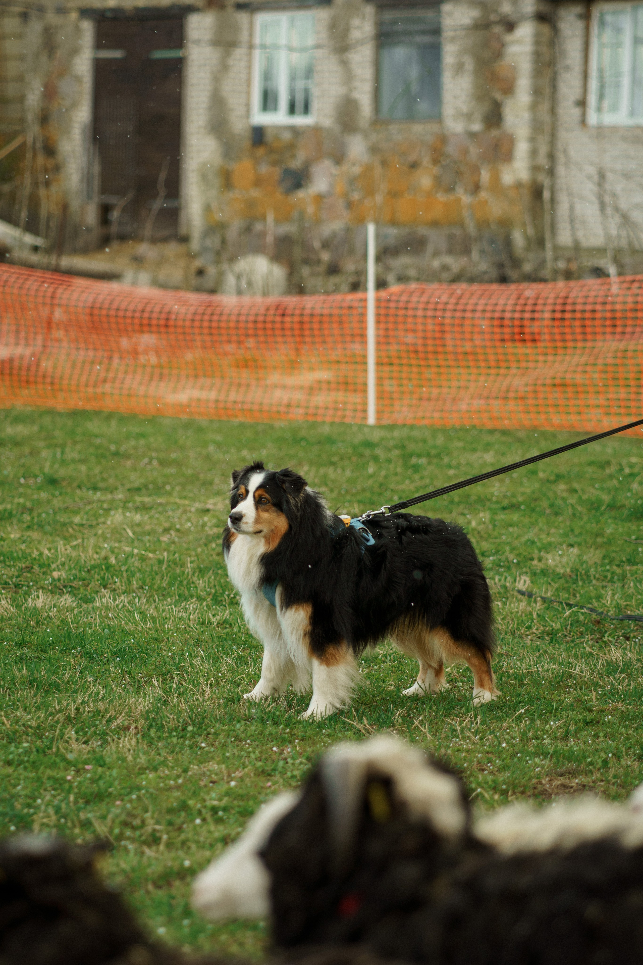 Herding Days, 26 apr. 2025. Kat Laisaar — Pet photographer in Tallinn