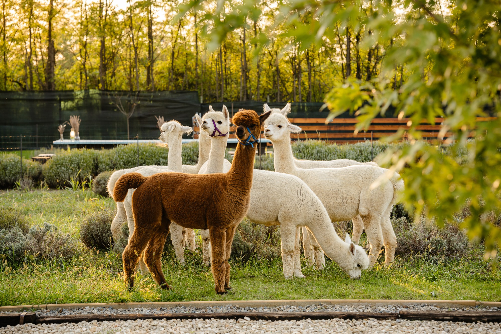 Fotografie Horeca. Fotograf Corporate Business