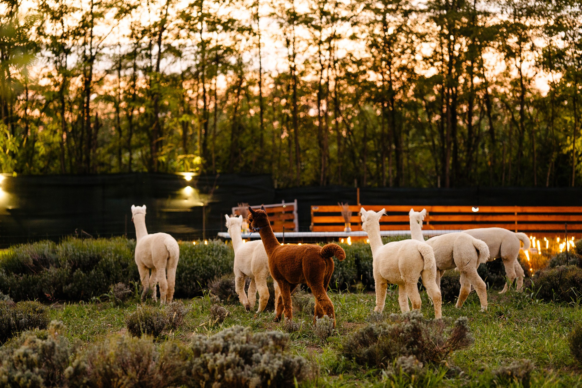 Fotografie Horeca. Fotograf Corporate Business