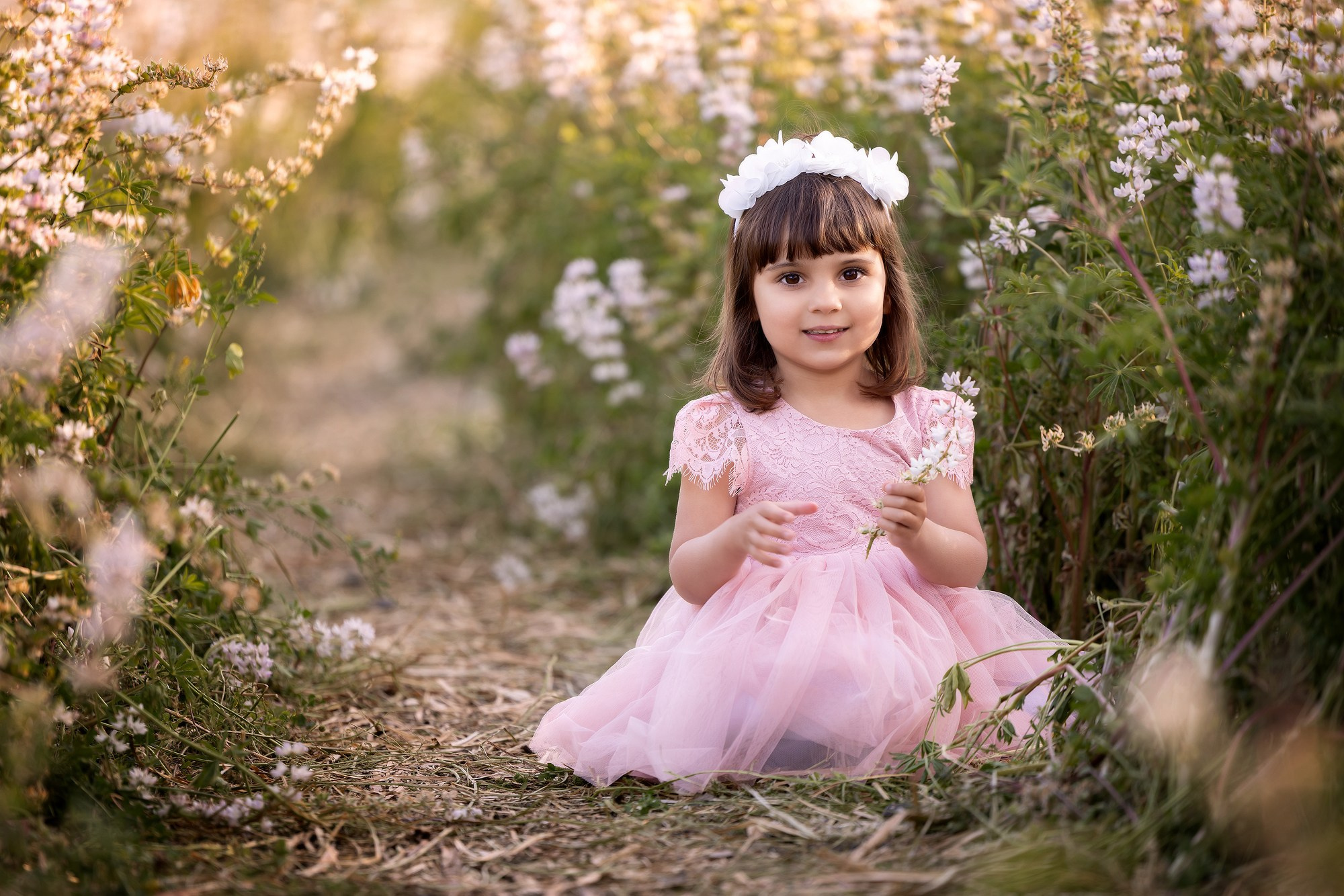 Lupines Story. Photographer is San Jose, Iryna Novosyolova