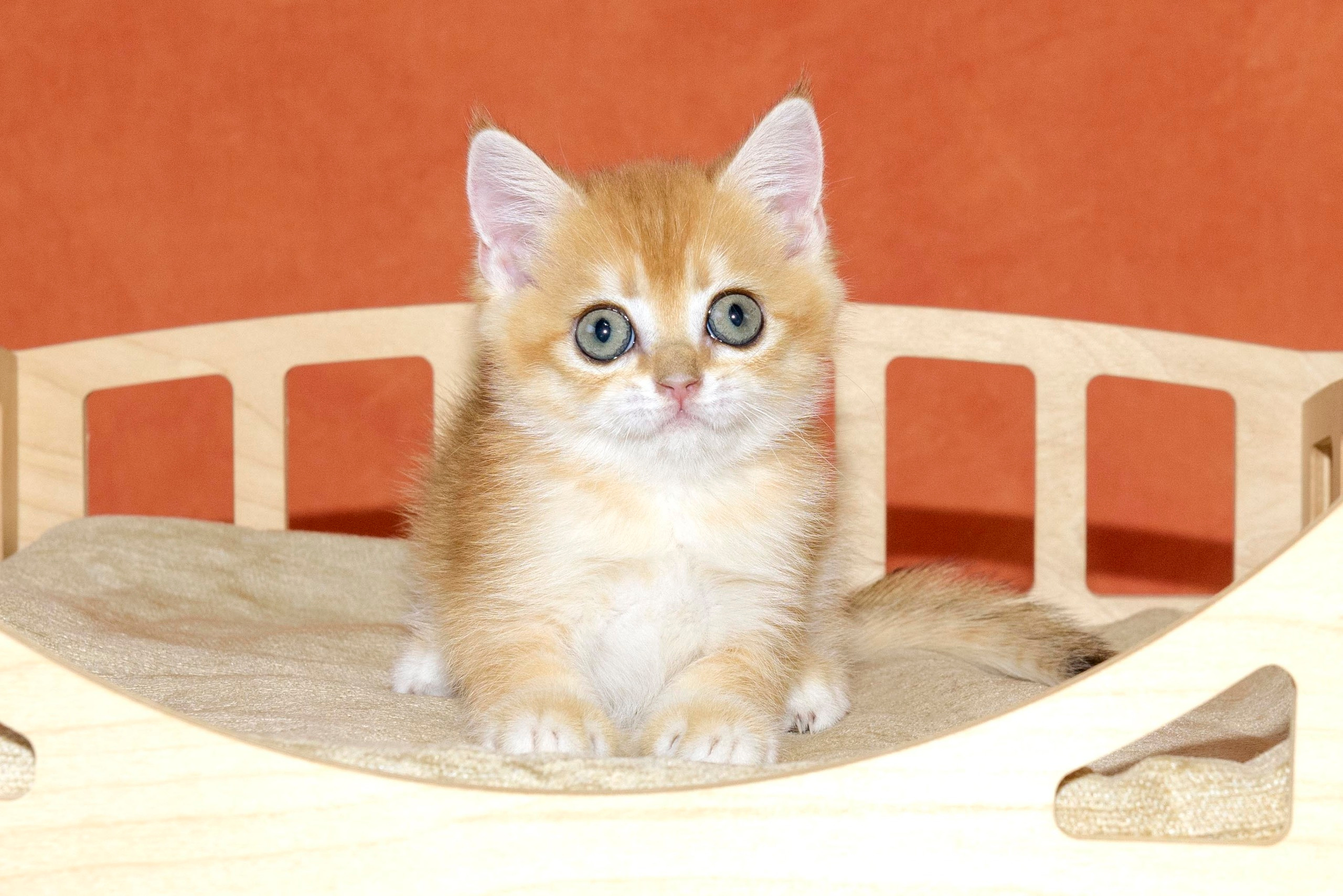 british shorthair golden, british shorthair golden cattery, british shorthair cattery greece, british golden chinchilla greece, british shorthair price, british shorthair Cyprus price, british shorthair Limassol price, cattery british shorthair Limassol, cattery british shorthair Cyprus