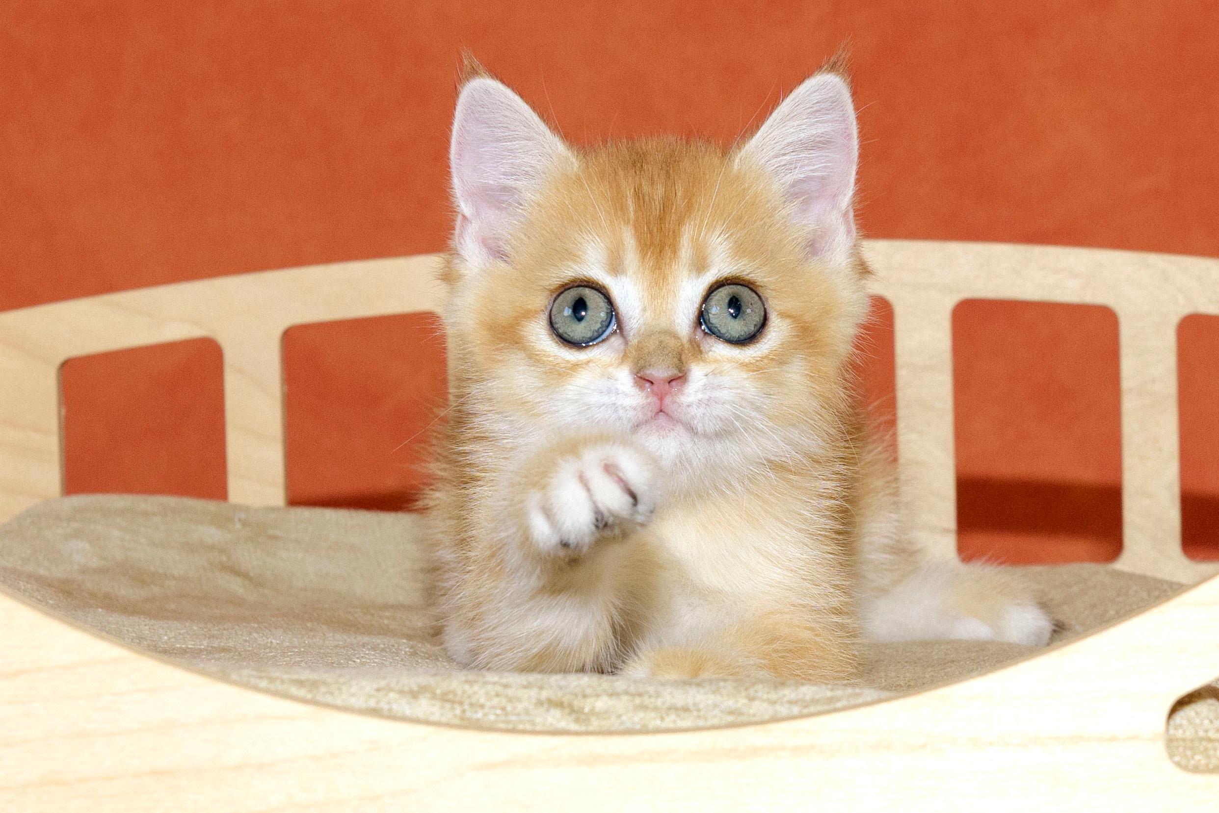 british shorthair golden, british shorthair golden cattery, british shorthair cattery greece, british golden chinchilla greece, british shorthair price, british shorthair Cyprus price, british shorthair Limassol price, cattery british shorthair Limassol, cattery british shorthair Cyprus