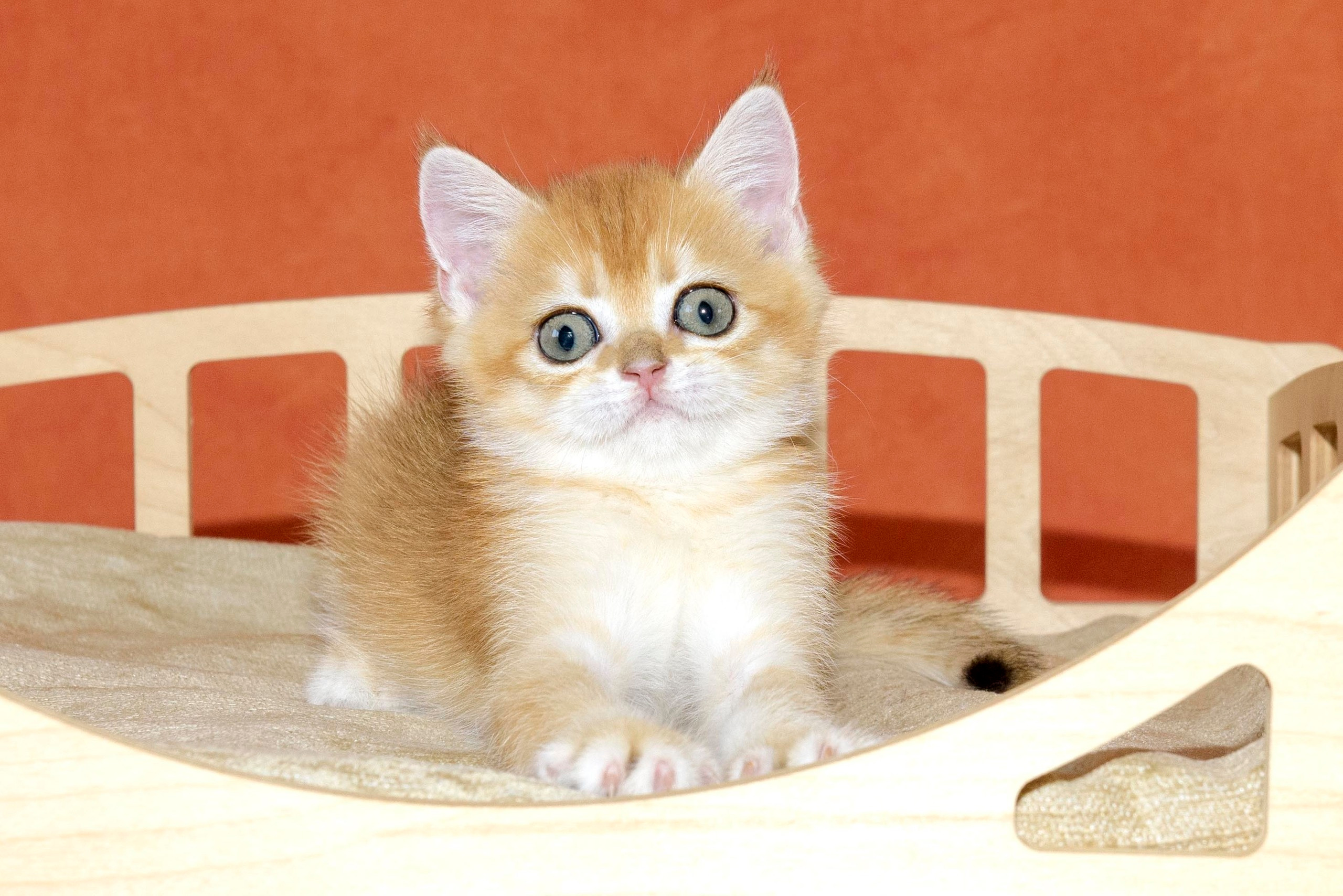 british shorthair golden, british shorthair golden cattery, british shorthair cattery greece, british golden chinchilla greece, british shorthair price, british shorthair Cyprus price, british shorthair Limassol price, cattery british shorthair Limassol, cattery british shorthair Cyprus