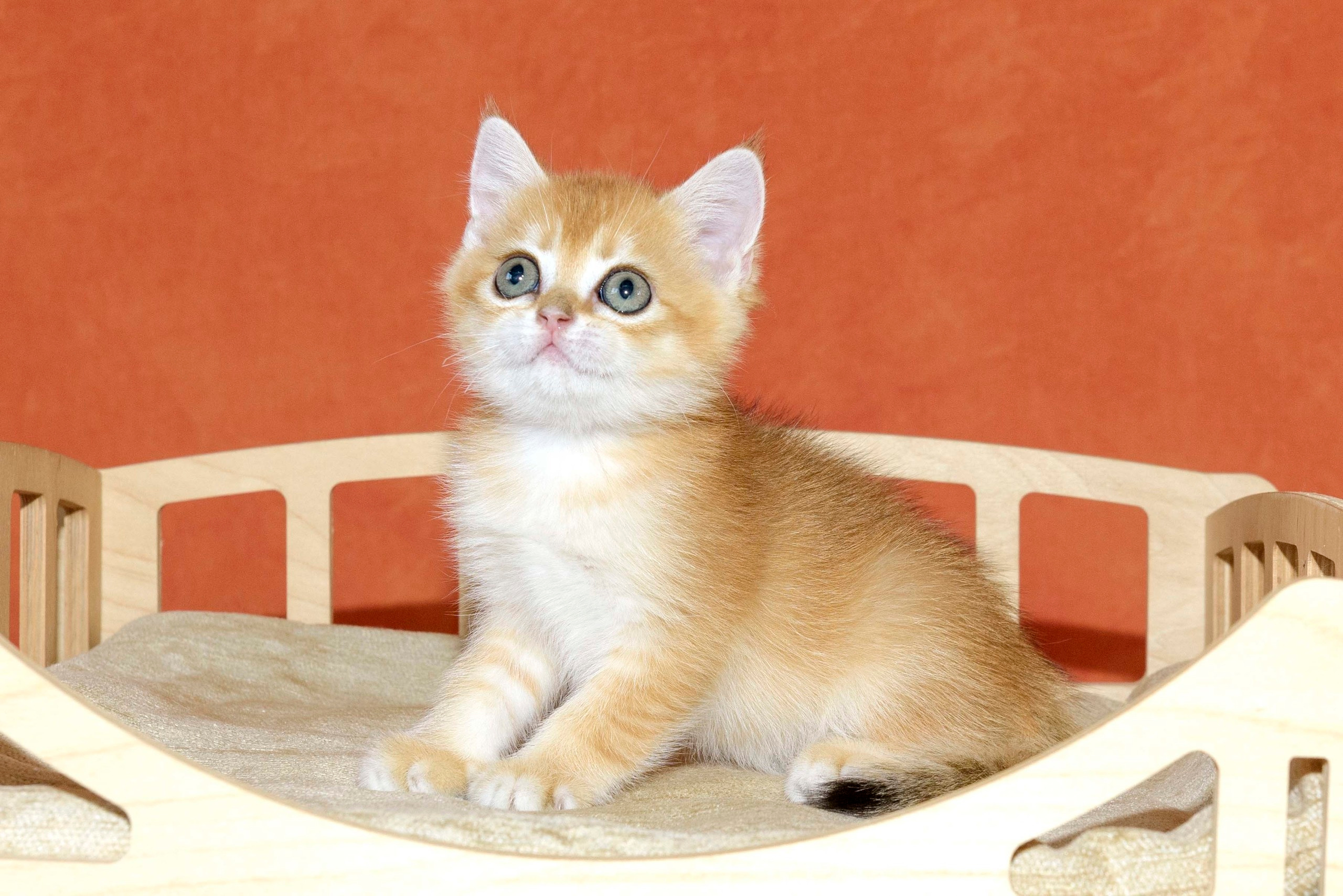 british shorthair golden, british shorthair golden cattery, british shorthair cattery greece, british golden chinchilla greece, british shorthair price, british shorthair Cyprus price, british shorthair Limassol price, cattery british shorthair Limassol, cattery british shorthair Cyprus