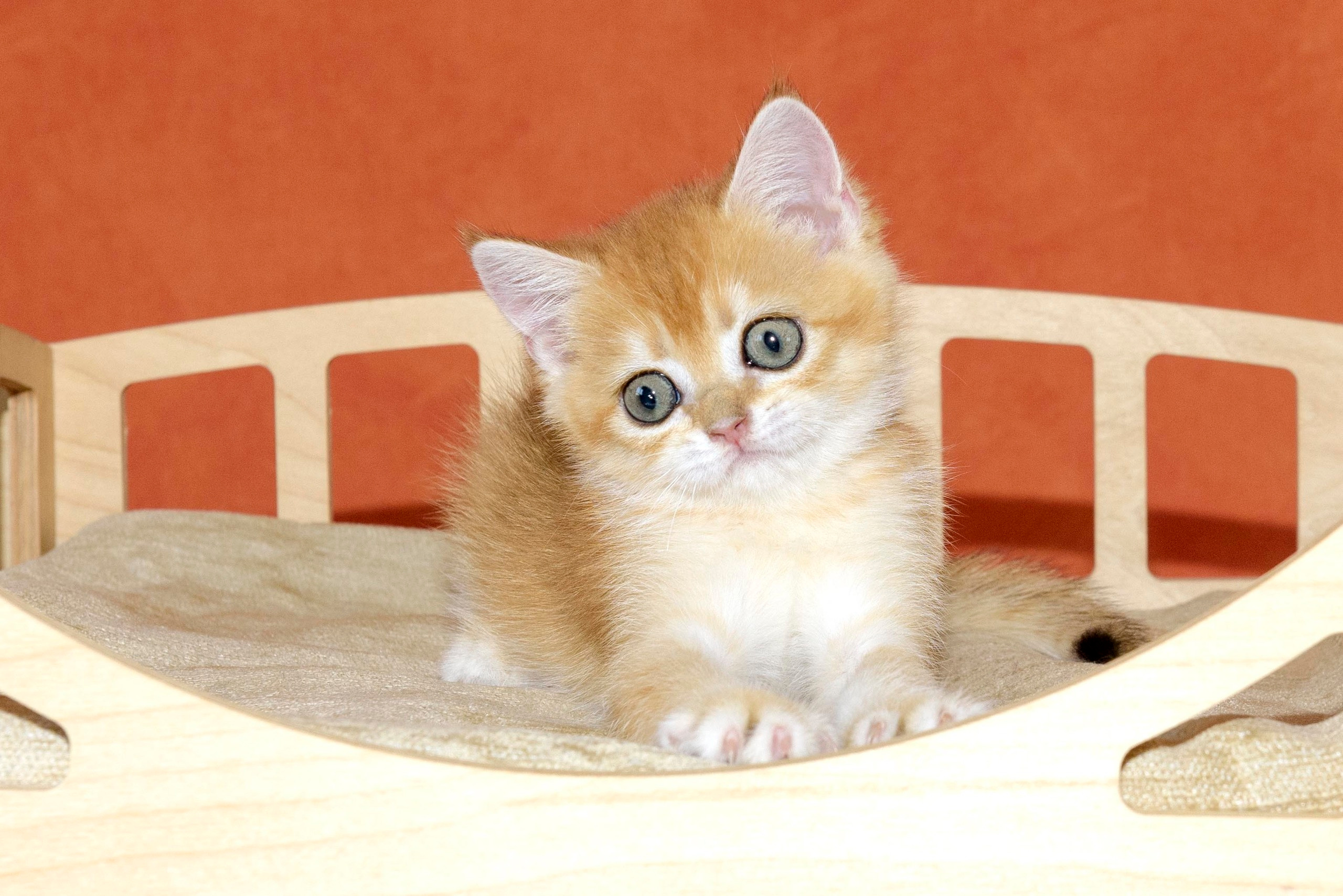 british shorthair golden, british shorthair golden cattery, british shorthair cattery greece, british golden chinchilla greece, british shorthair price, british shorthair Cyprus price, british shorthair Limassol price, cattery british shorthair Limassol, cattery british shorthair Cyprus