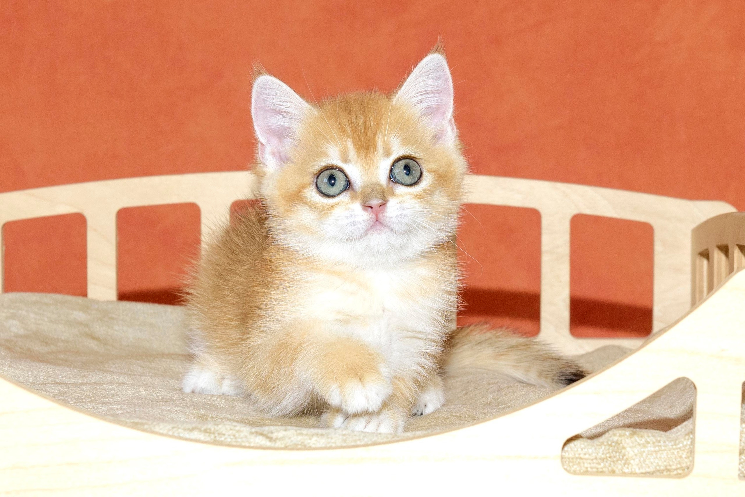 british shorthair golden, british shorthair golden cattery, british shorthair cattery greece, british golden chinchilla greece, british shorthair price, british shorthair Cyprus price, british shorthair Limassol price, cattery british shorthair Limassol, cattery british shorthair Cyprus