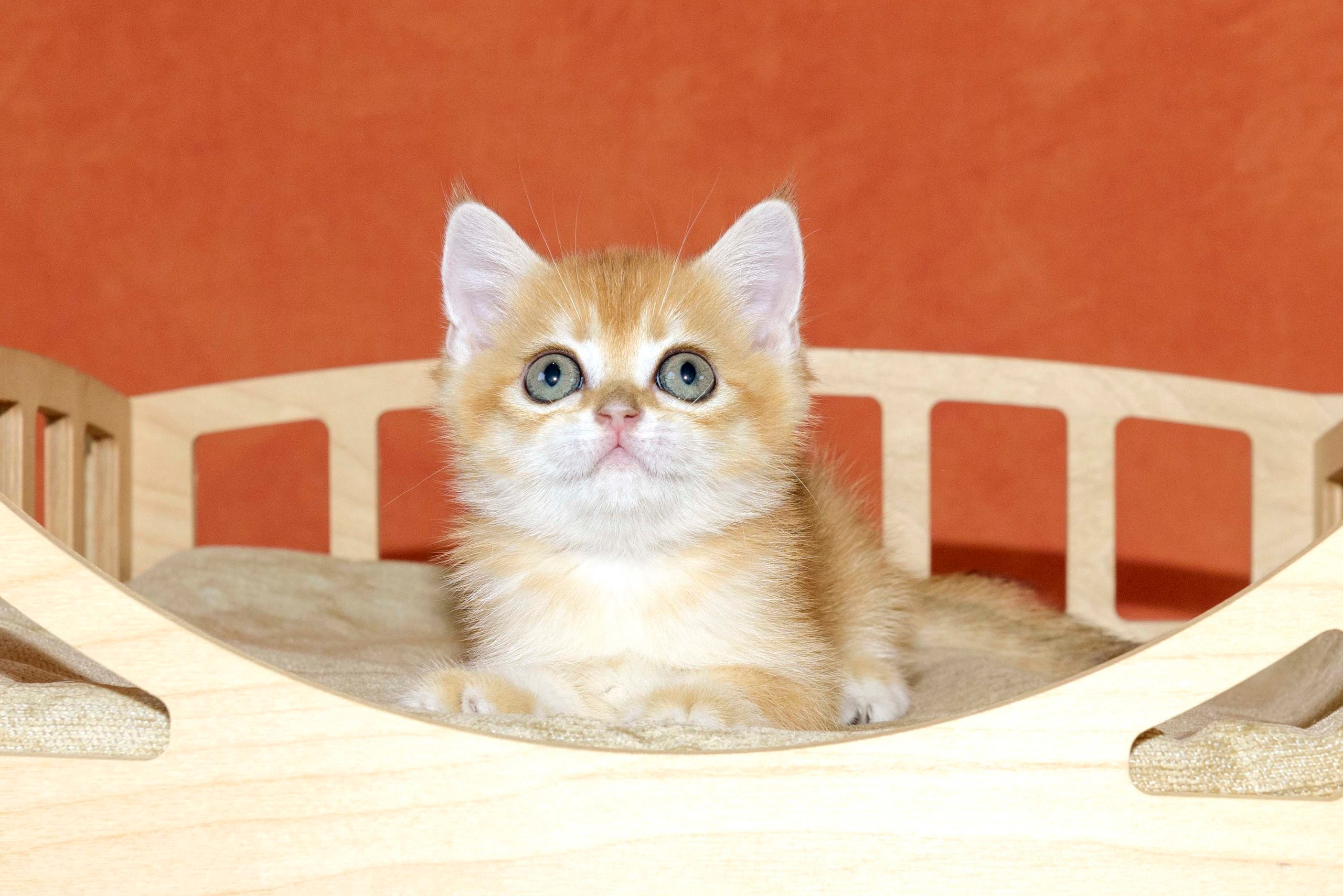 british shorthair golden, british shorthair golden cattery, british shorthair cattery greece, british golden chinchilla greece, british shorthair price, british shorthair Cyprus price, british shorthair Limassol price, cattery british shorthair Limassol, cattery british shorthair Cyprus