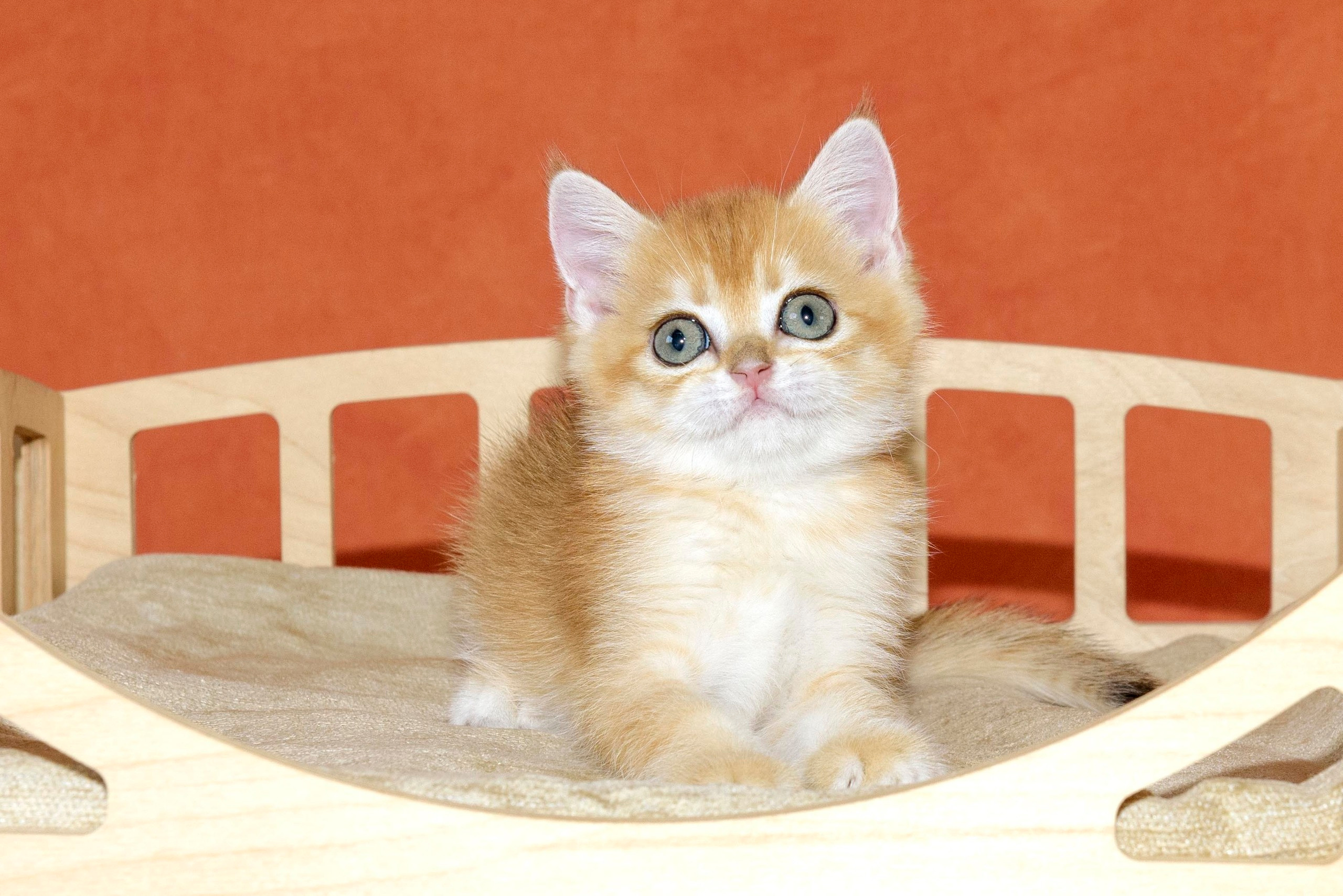 british shorthair golden, british shorthair golden cattery, british shorthair cattery greece, british golden chinchilla greece, british shorthair price, british shorthair Cyprus price, british shorthair Limassol price, cattery british shorthair Limassol, cattery british shorthair Cyprus