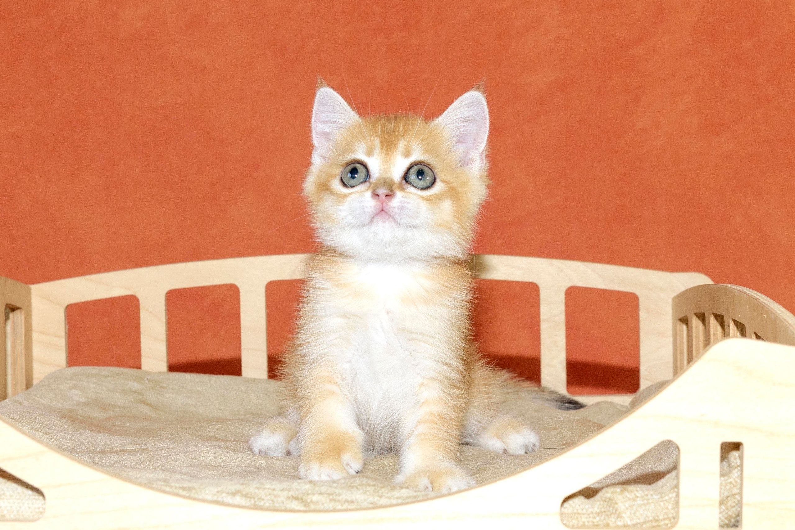 british shorthair golden, british shorthair golden cattery, british shorthair cattery greece, british golden chinchilla greece, british shorthair price, british shorthair Cyprus price, british shorthair Limassol price, cattery british shorthair Limassol, cattery british shorthair Cyprus