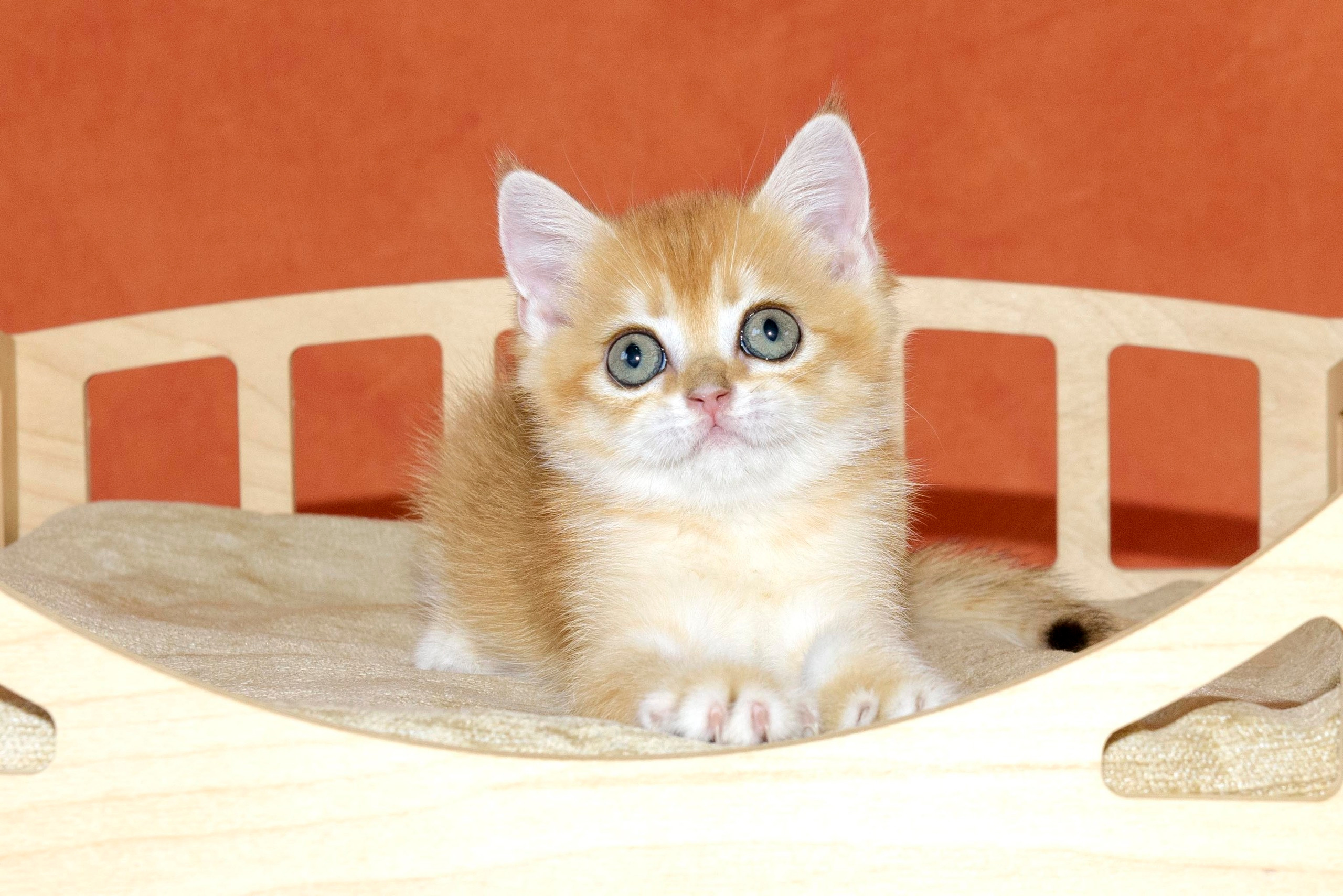 british shorthair golden, british shorthair golden cattery, british shorthair cattery greece, british golden chinchilla greece, british shorthair price, british shorthair Cyprus price, british shorthair Limassol price, cattery british shorthair Limassol, cattery british shorthair Cyprus