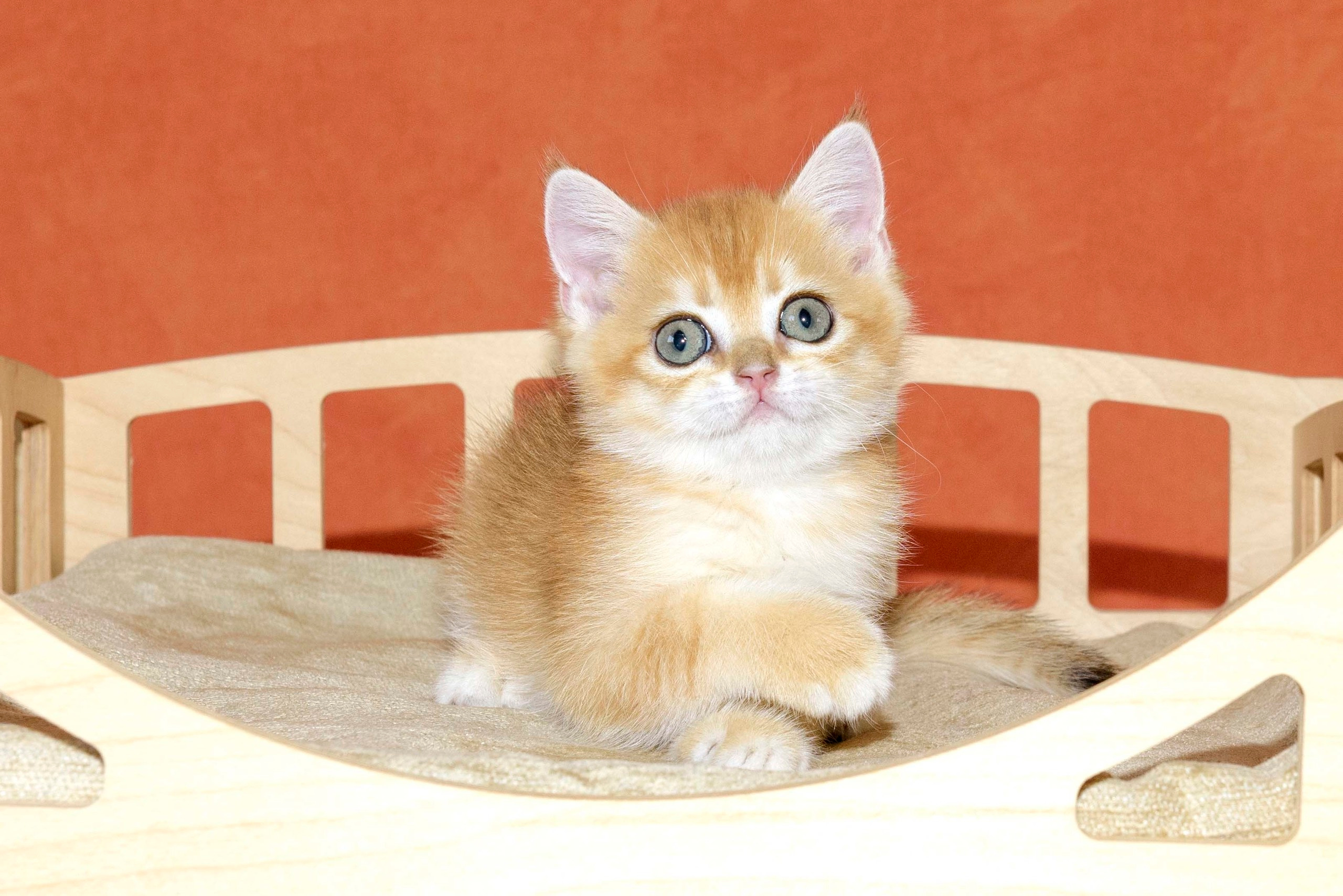 british shorthair golden, british shorthair golden cattery, british shorthair cattery greece, british golden chinchilla greece, british shorthair price, british shorthair Cyprus price, british shorthair Limassol price, cattery british shorthair Limassol, cattery british shorthair Cyprus