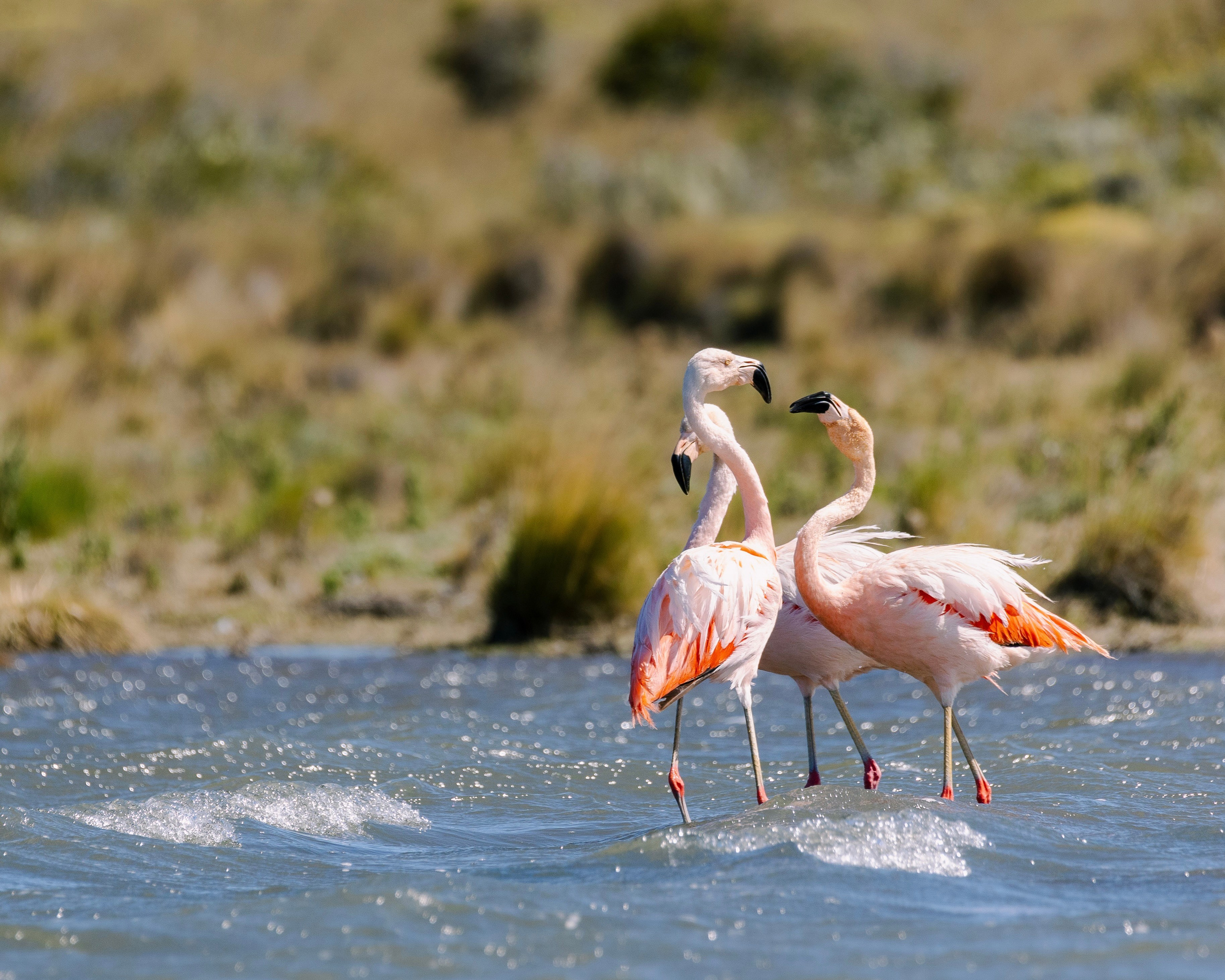 Fotografías digitales. Fotógrafo de naturaleza en la región de Aysén, Chile Francisco Vera