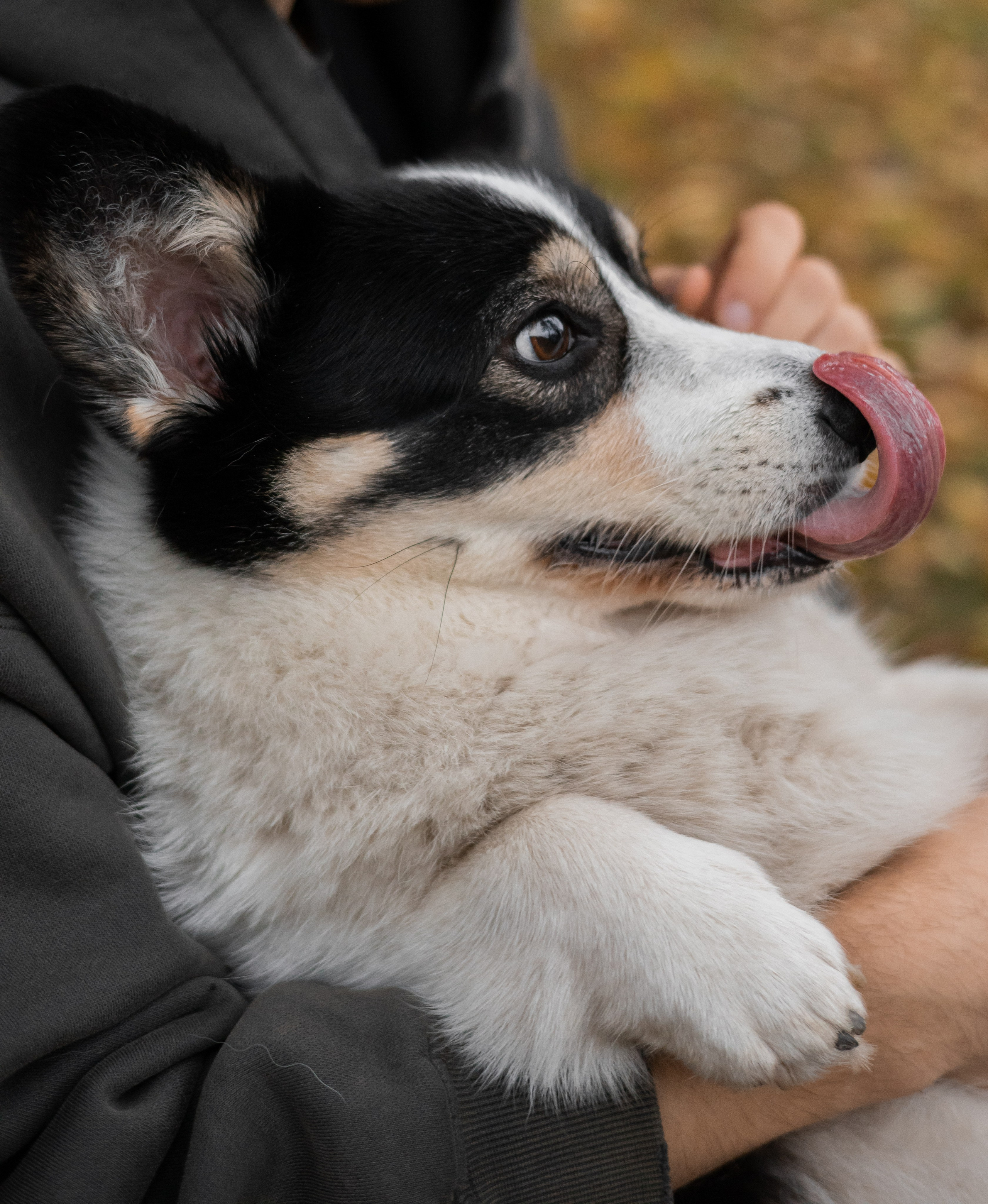 Даня, Аня и Плюша. Фотограф-анималист | Белград