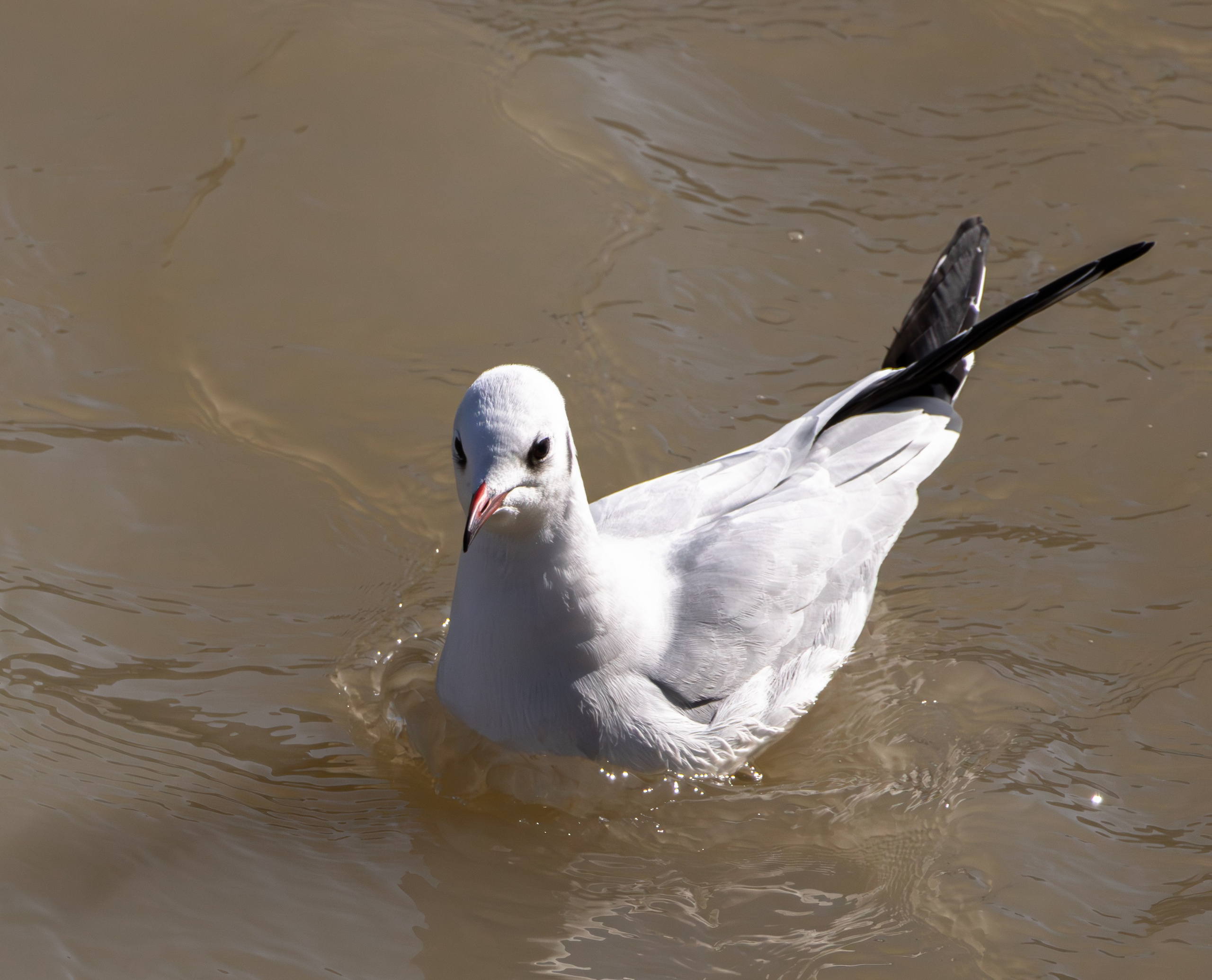 გასეირნება მტკვრის სანაპიროზე. FramefreeMan