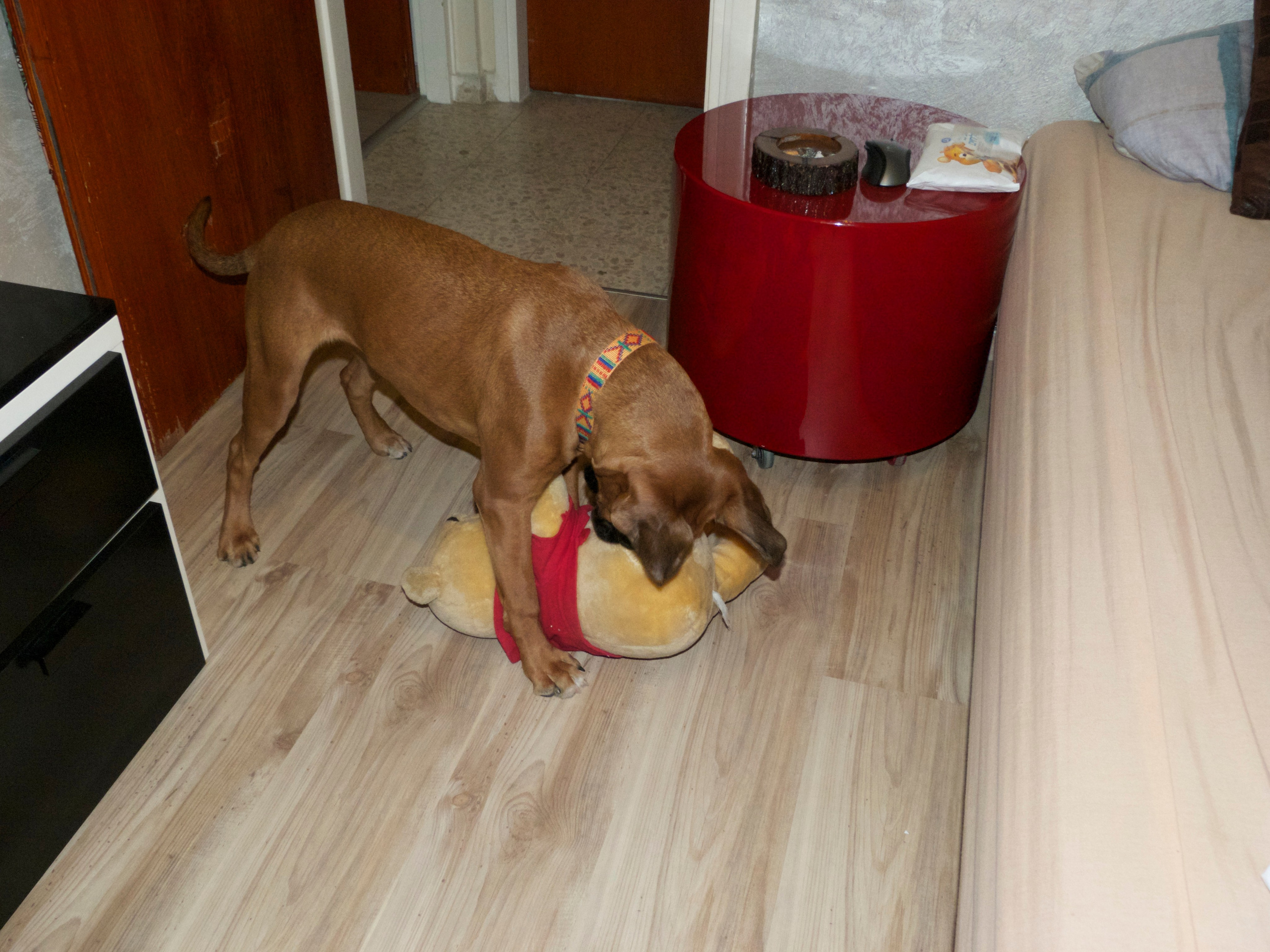 My ״Star״ Boxer Dog