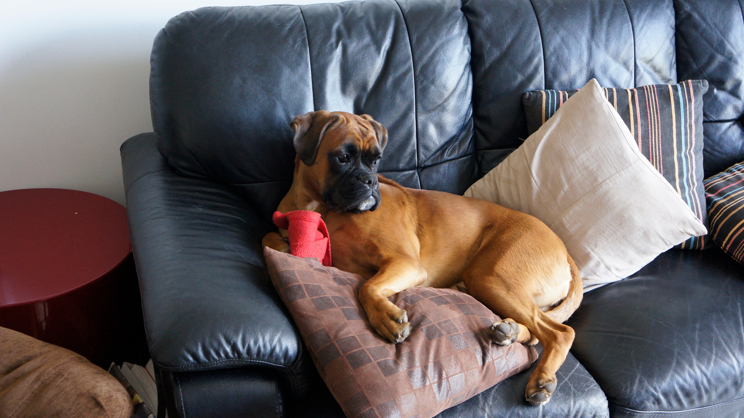 My ״Star״ Boxer Dog