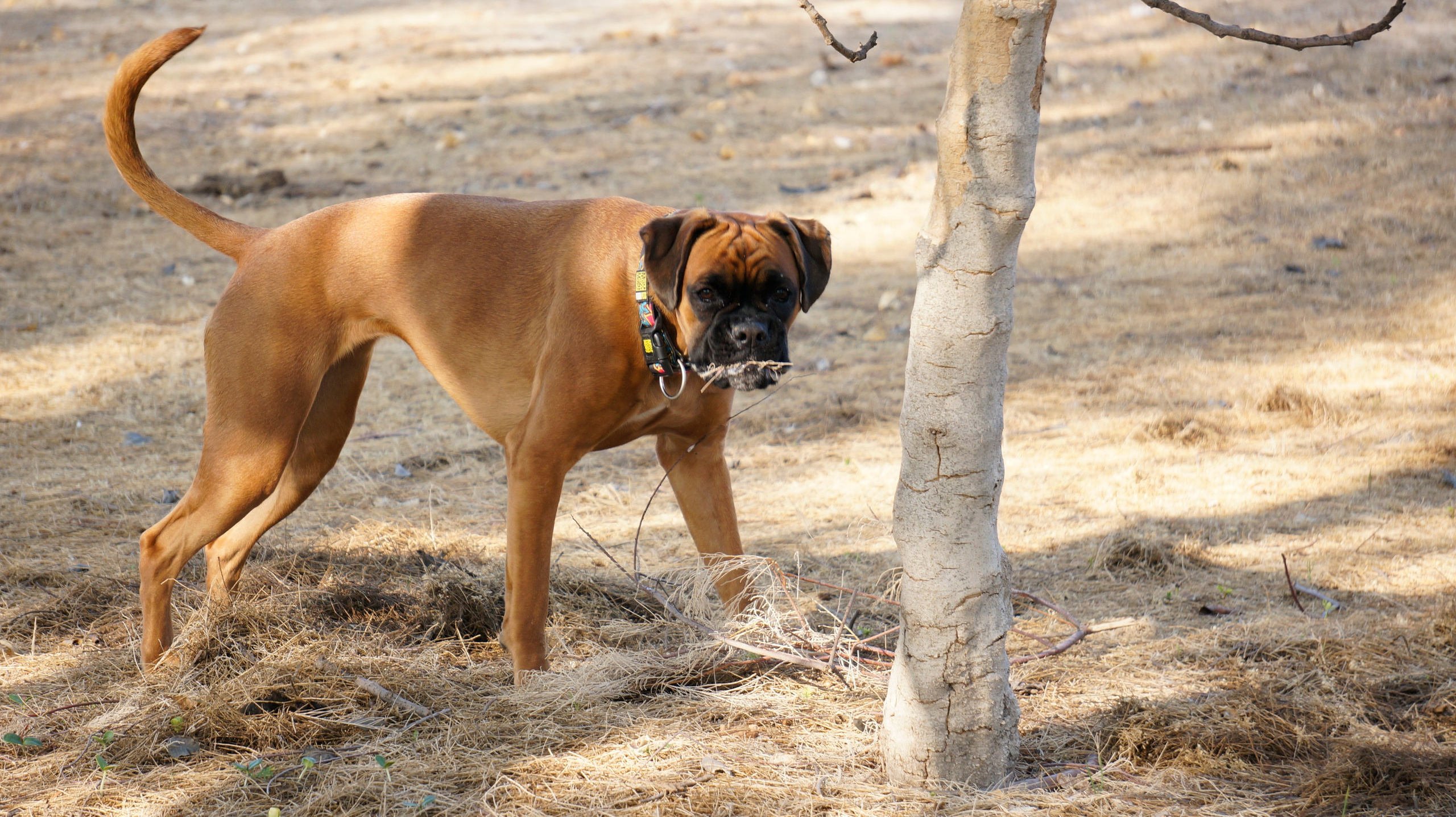 My ״Star״ Boxer Dog