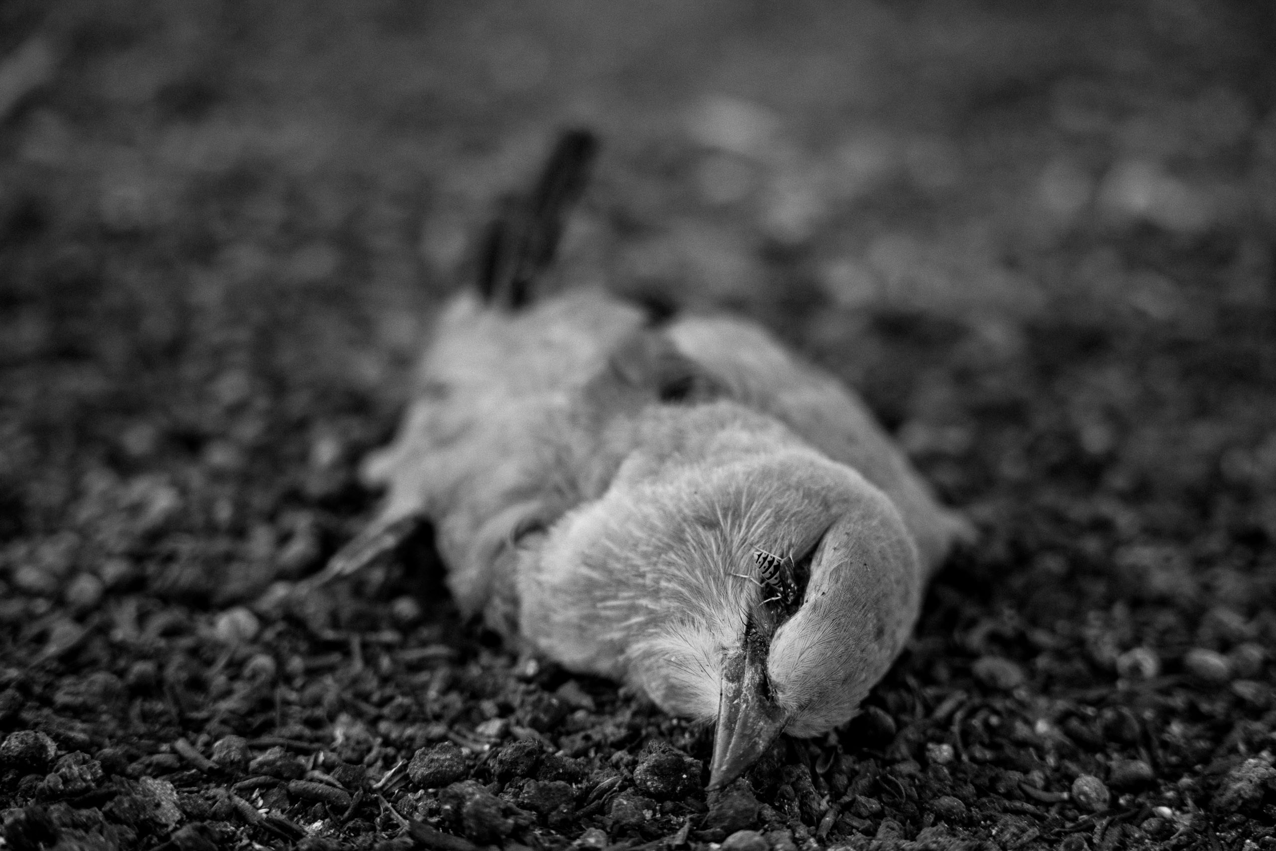 Пожар на Косе. Anita_photo