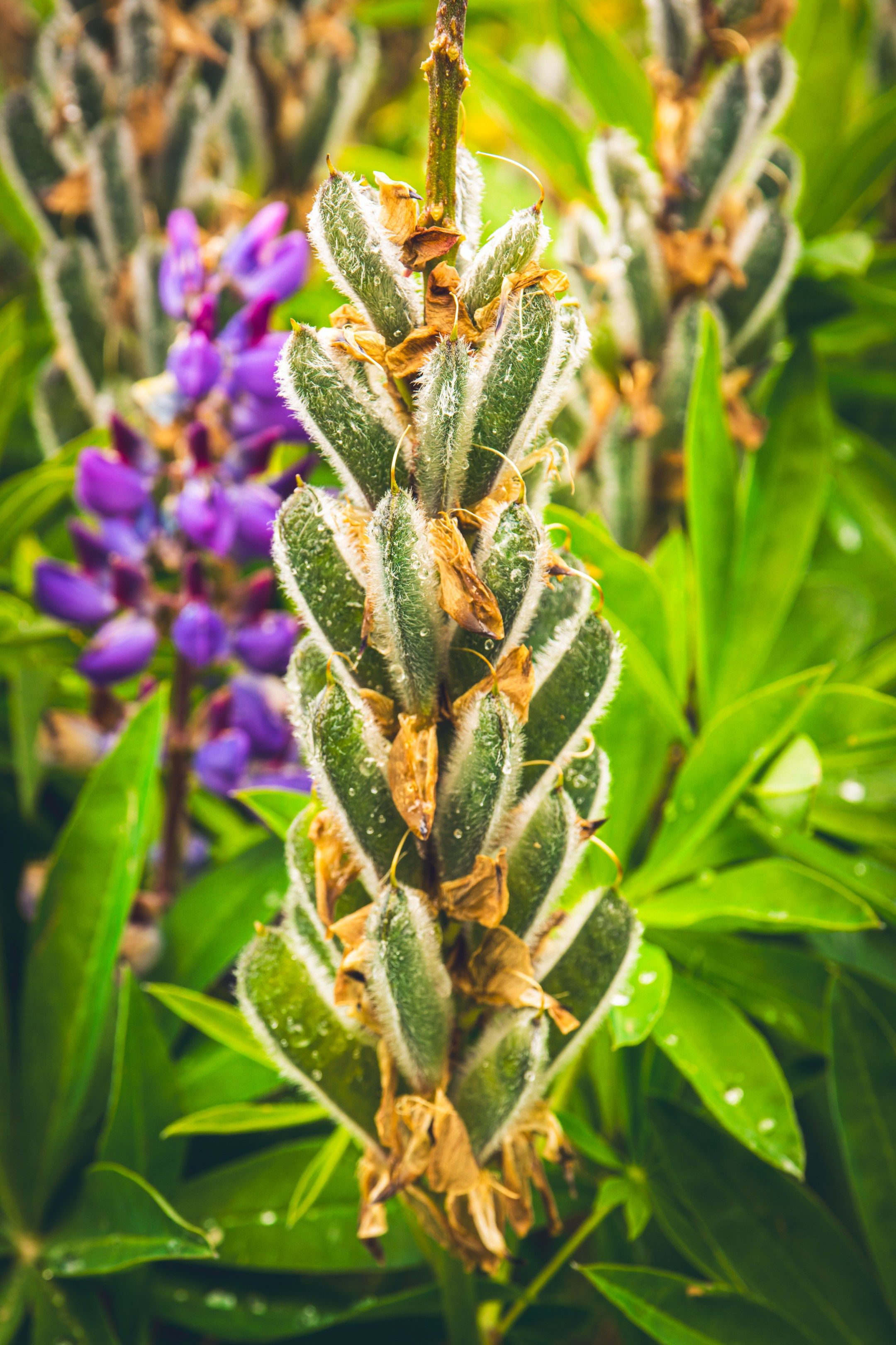 Saarema, reis. Nebula 25 — Fotod teie hingele