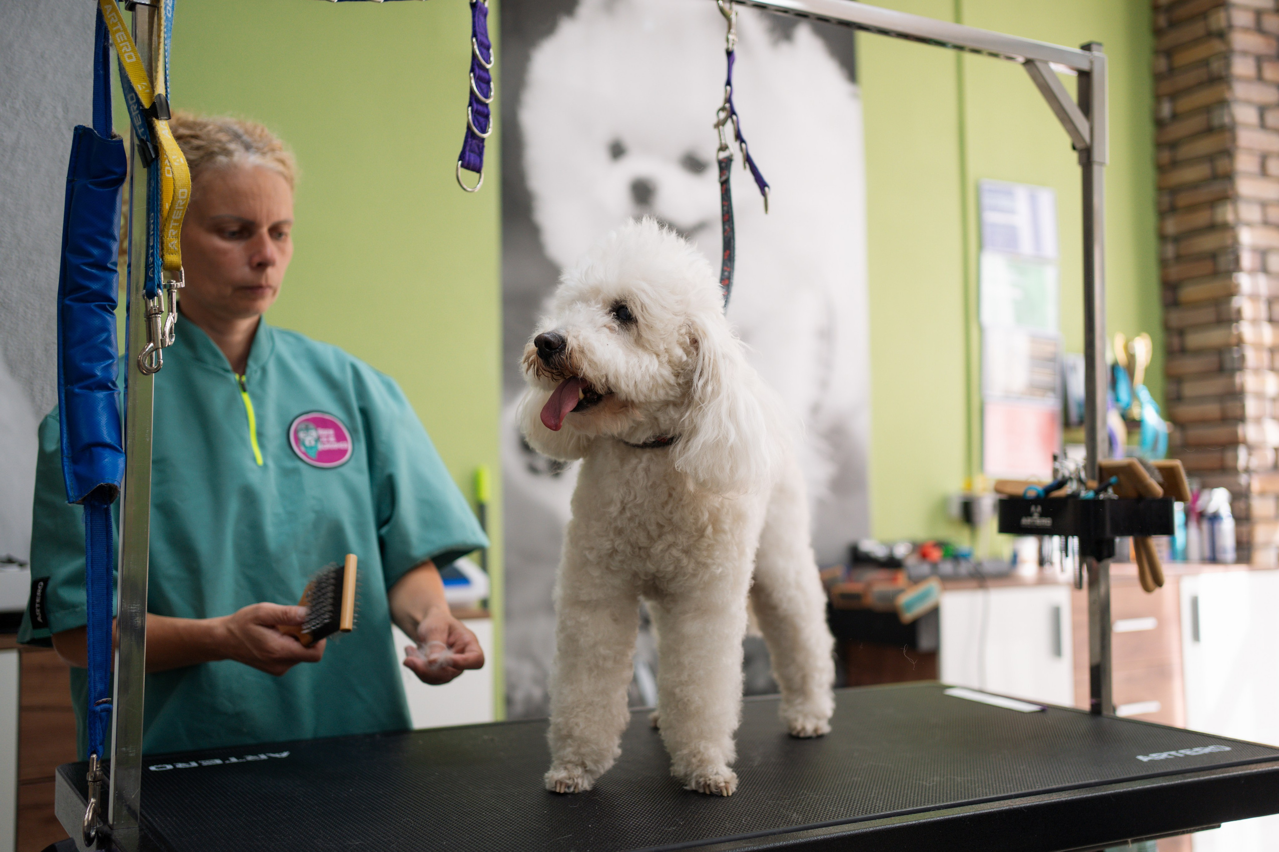 PetGroom Timisoara. Cozac Cristian Photographer