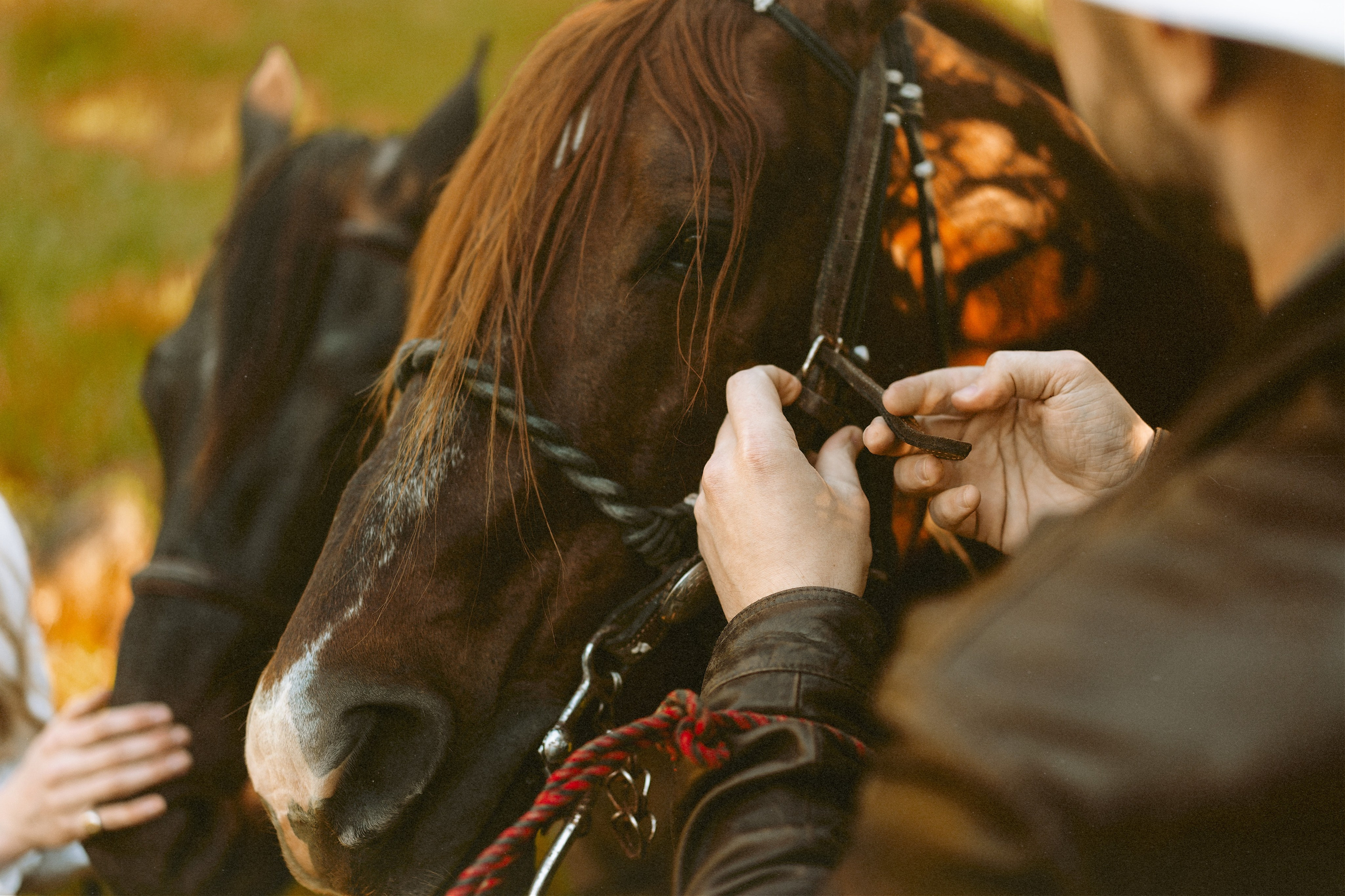 Engagement with Horses, Napa, Northern California. Wedding Photography & Videography Team in California, Los Angeles, San Francisco, San Diego and Travel