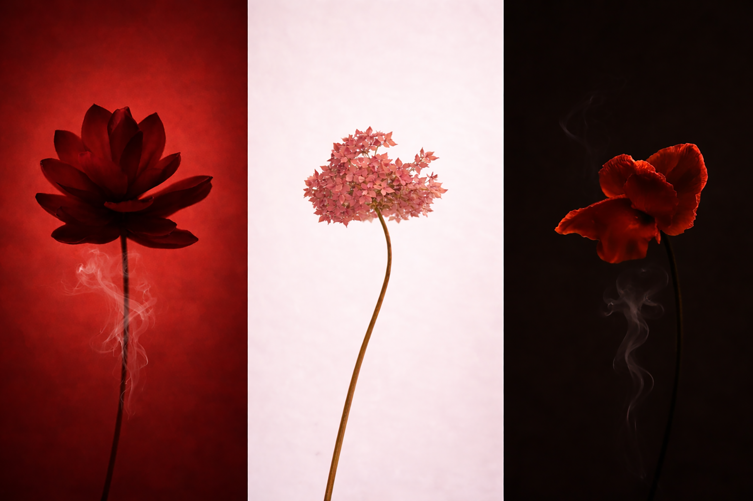 Solo grand exhibition. Photographer in Luxembourg Tanita