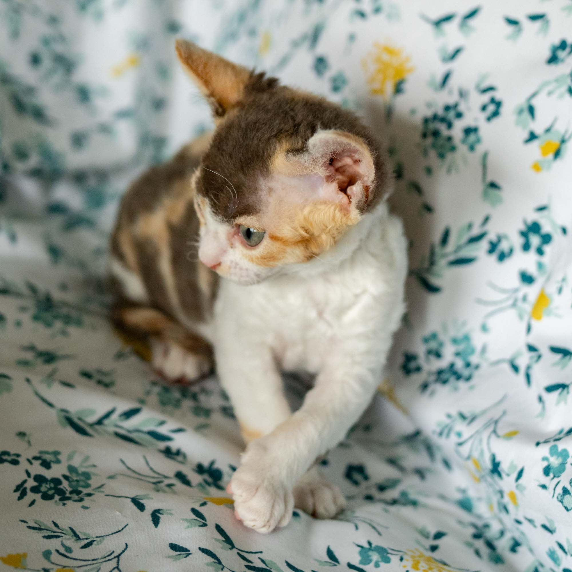 Dixie, girl, born on 06.06.24 SOLD. Devon Rex Pixie Cattery