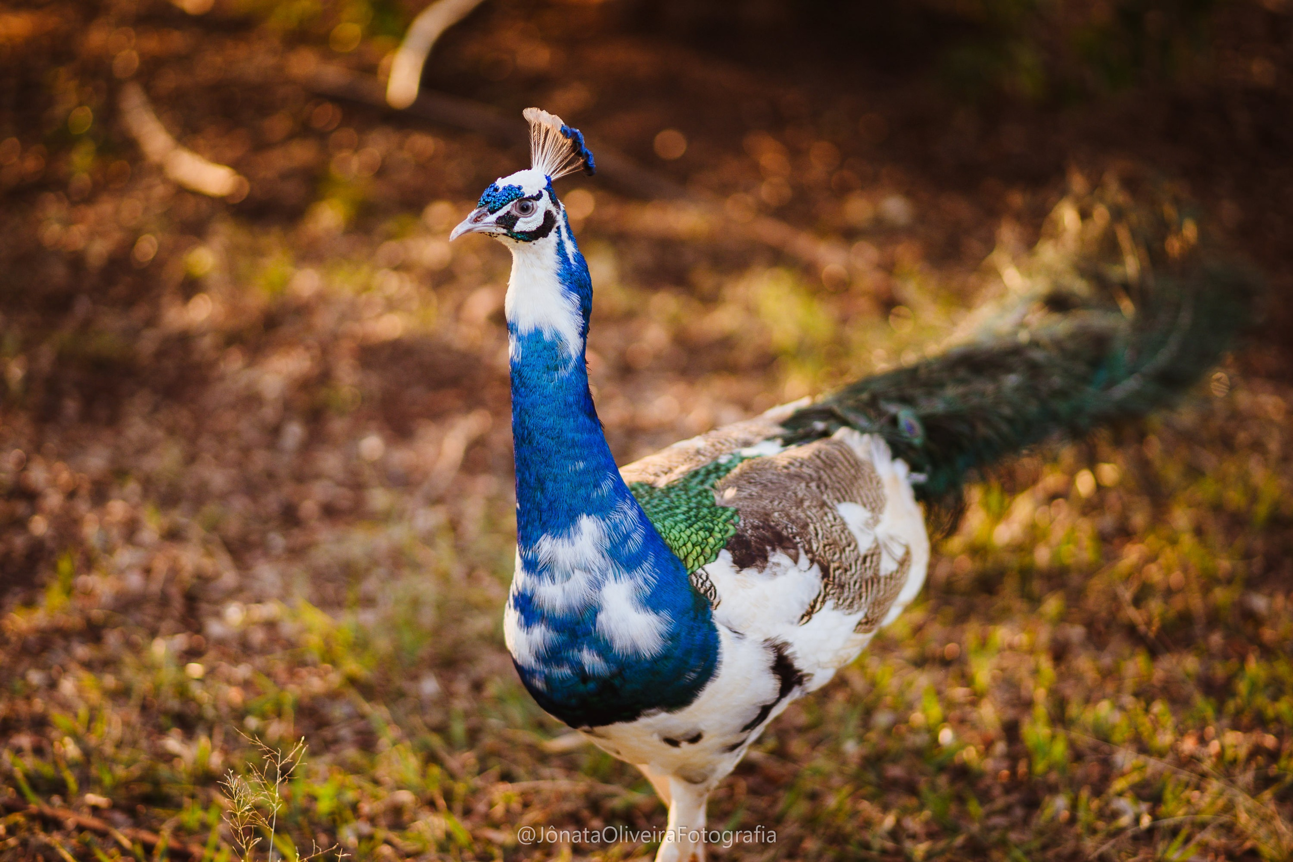 Pre Wedding Luérica e Vinicius. Fotografia de casamentos e ensaios em avaré Jônata Oliveira