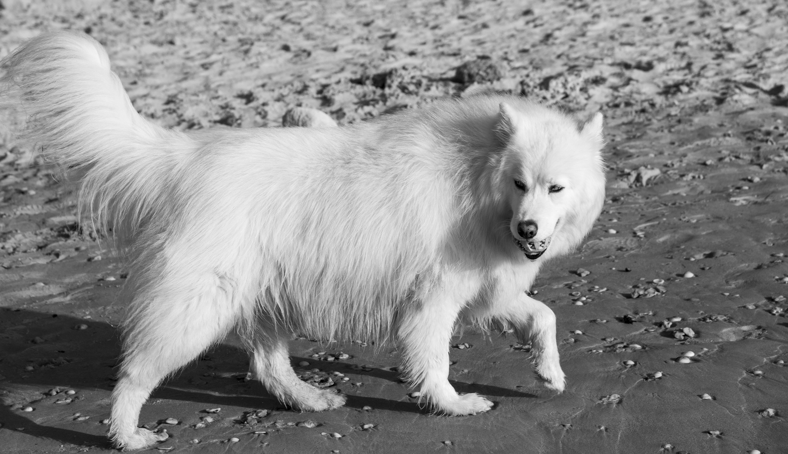 Random dogs. Главное меню