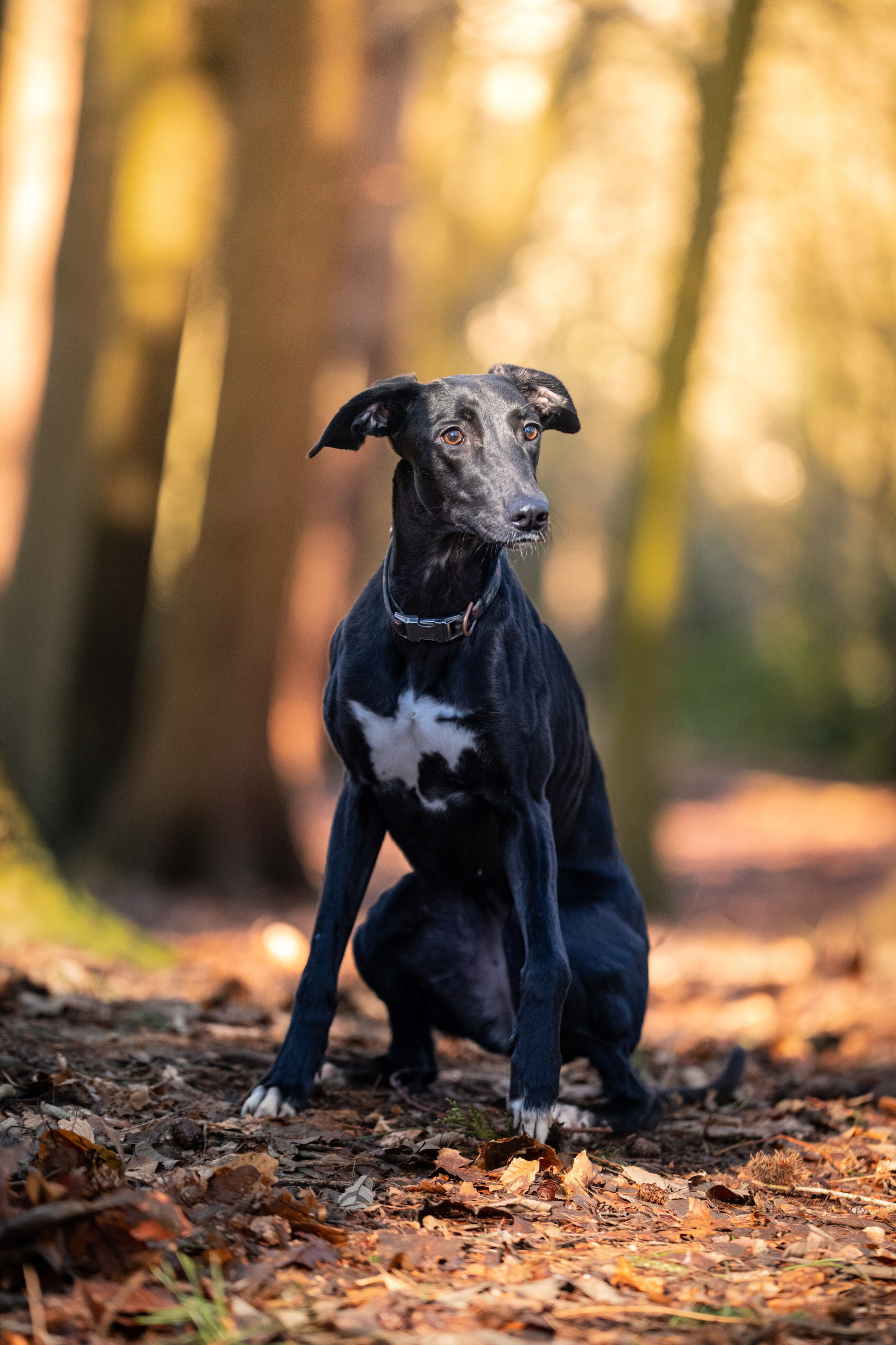 Canine. Leicestershire Equine Photography by El | Authentic Equine Portraits & Events