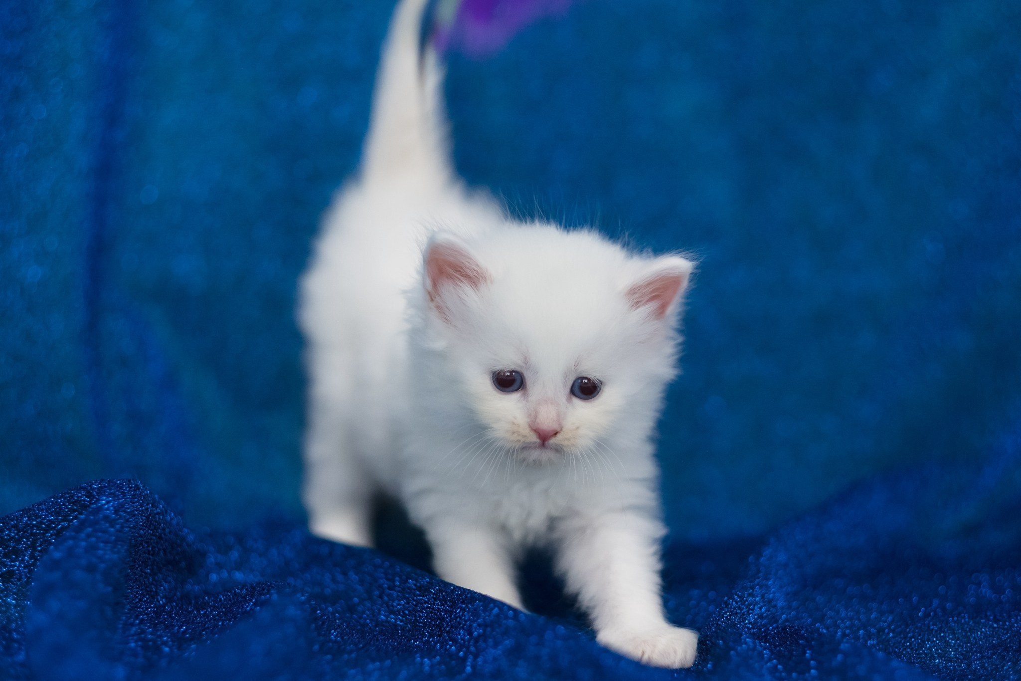 N-Alcor. SIBERIALIS: Katzenzucht von Sibirischen und Neva Masquarade Katzen