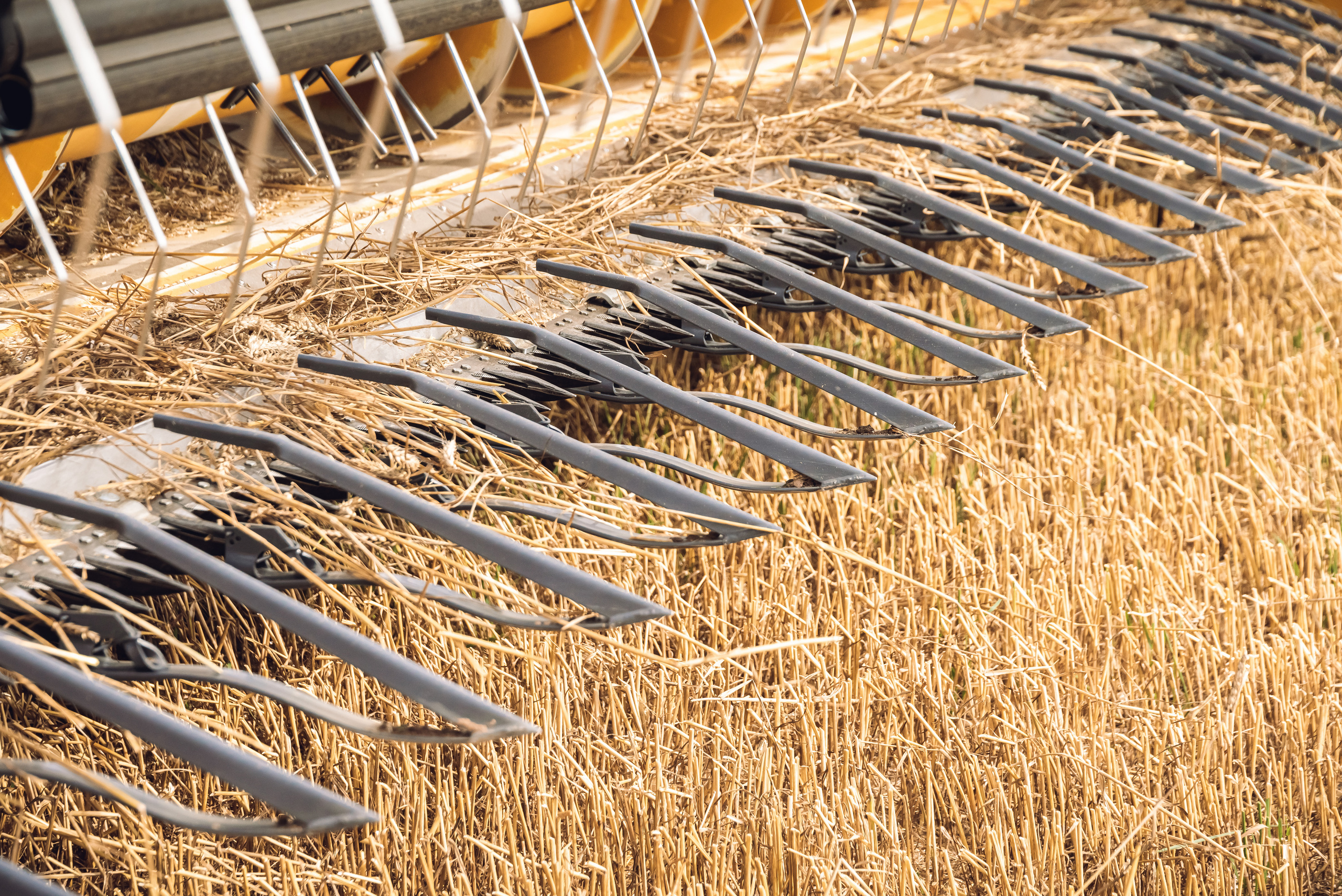 Armuss. Fotogrāfs Rīgā. Gīmenes, individuālās un dažādu produktu fotosesijas