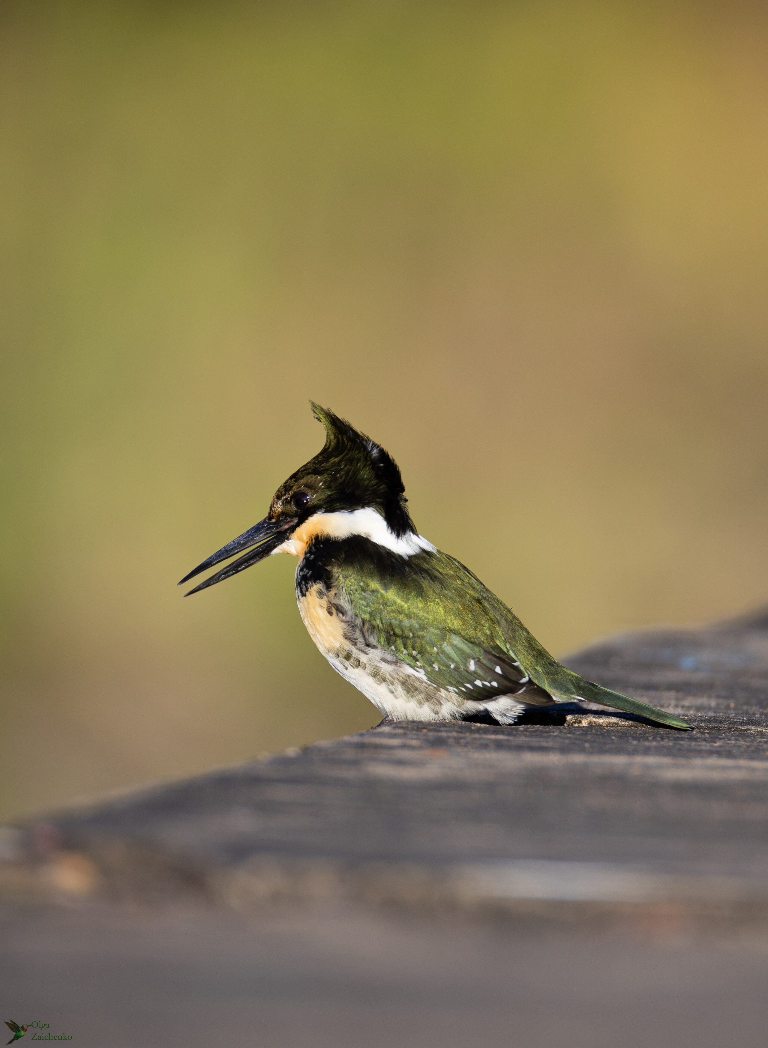 Зелёный зимородок