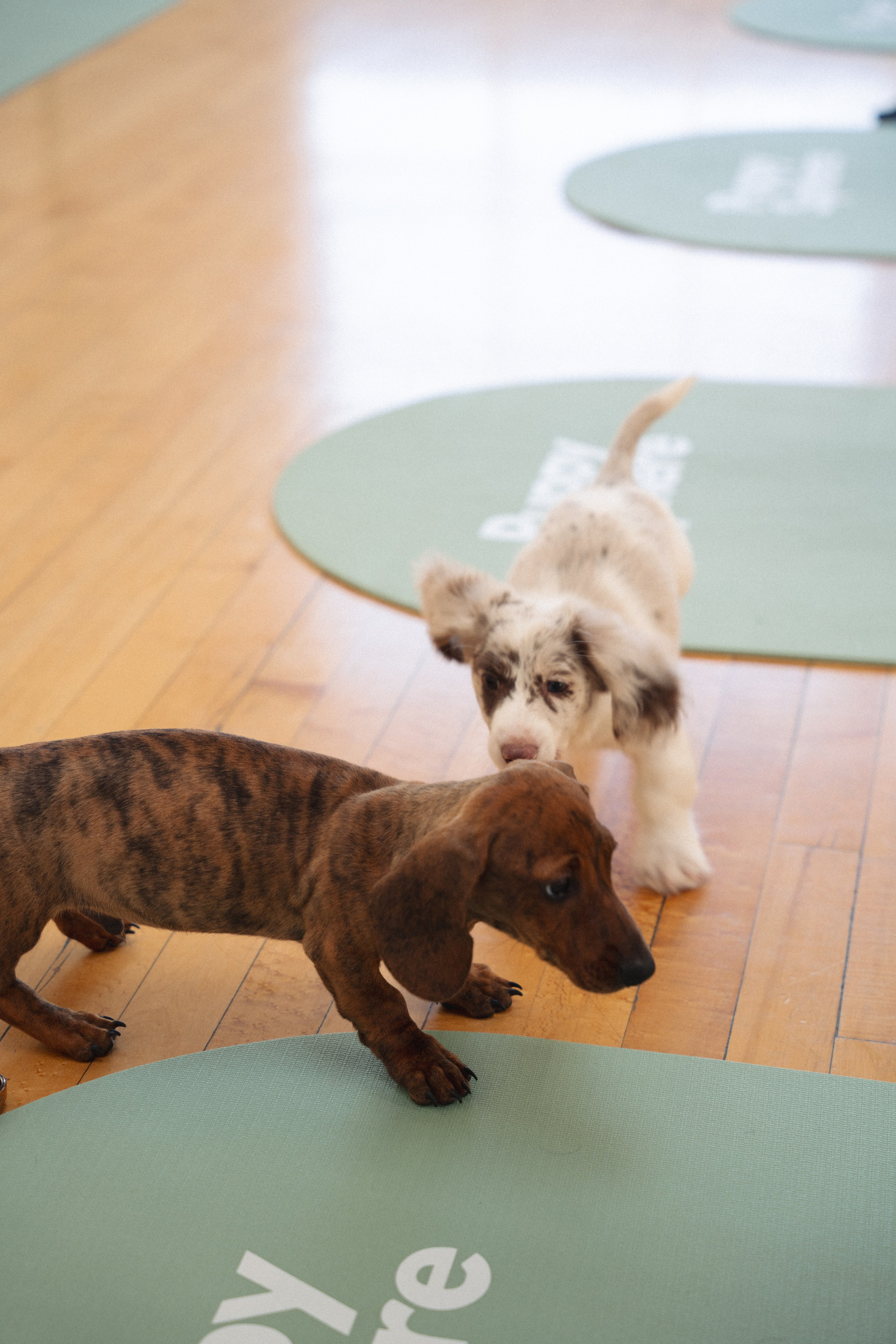 Puppy Yoga. Santa Monica based photographer Kristina Vasilenko
