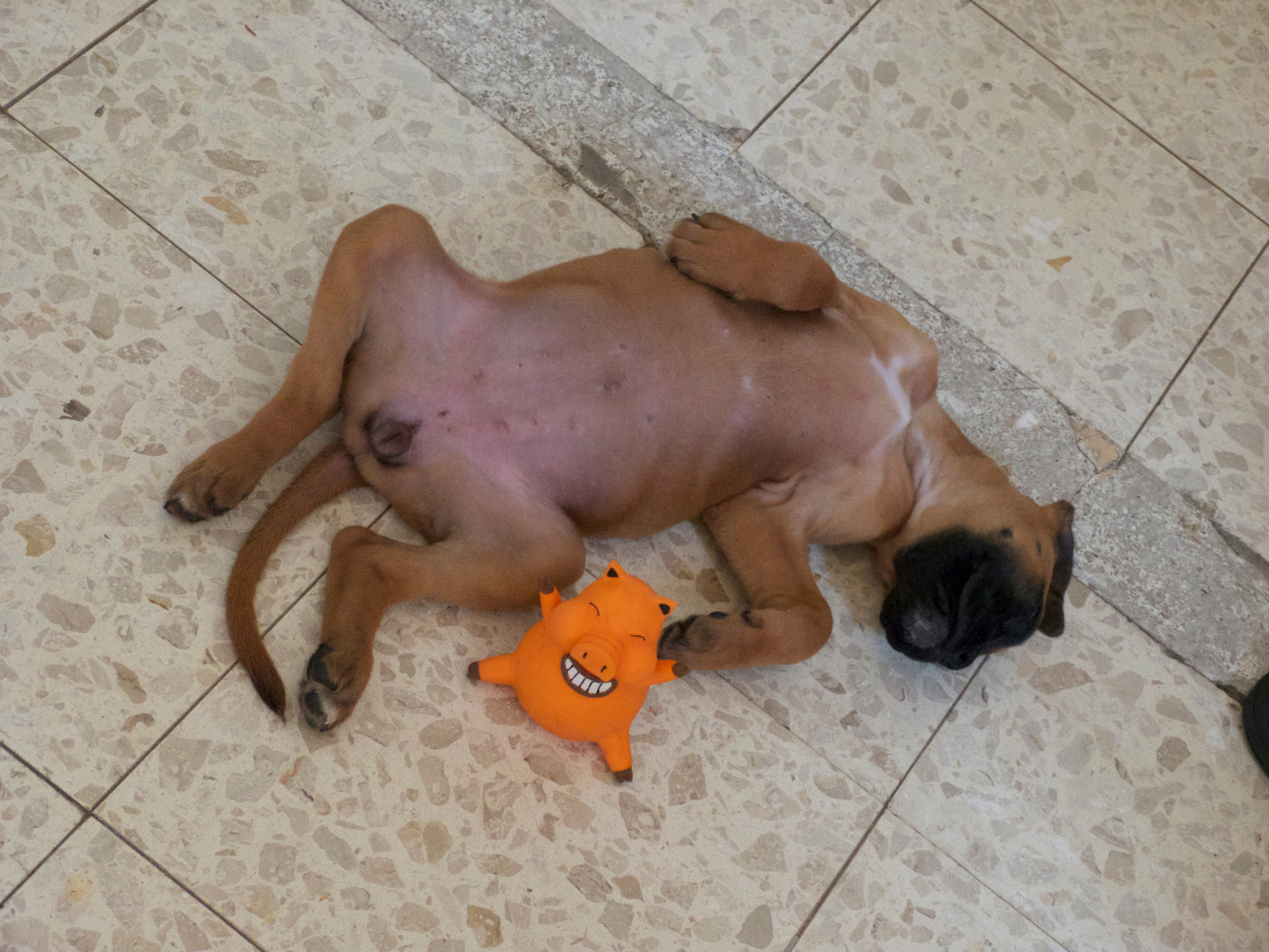 My ״Star״ Boxer Dog