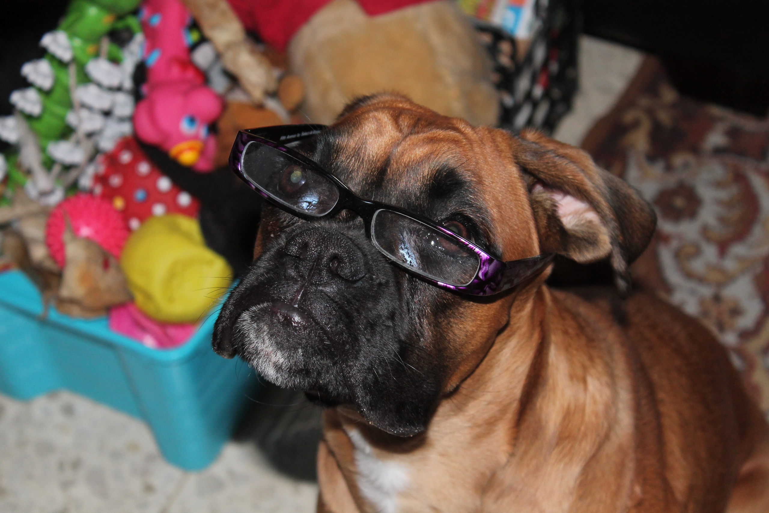 My ״Star״ Boxer Dog