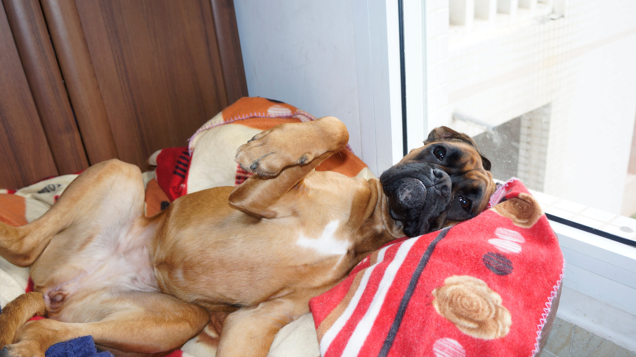 My ״Star״ Boxer Dog