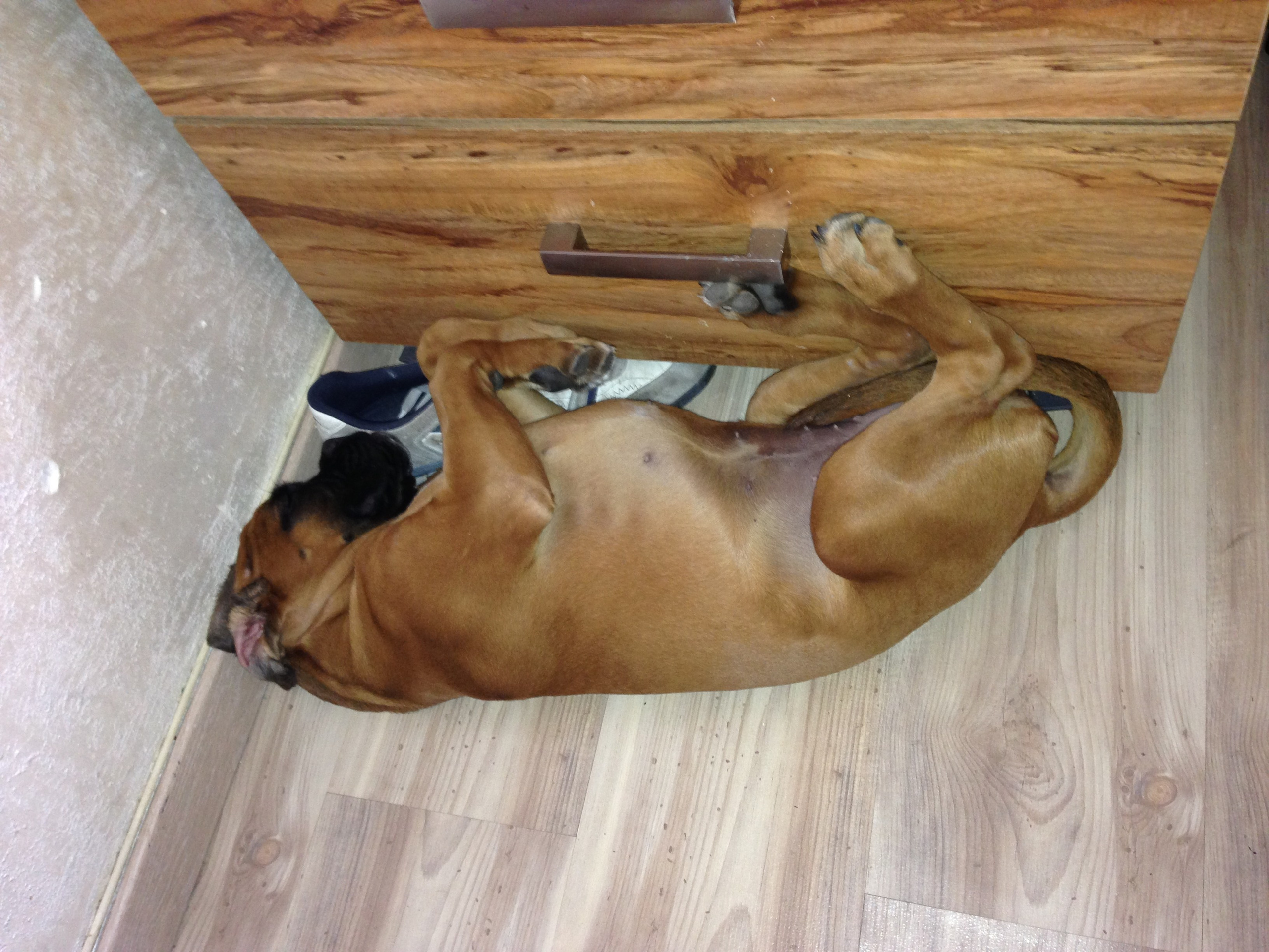 My ״Star״ Boxer Dog