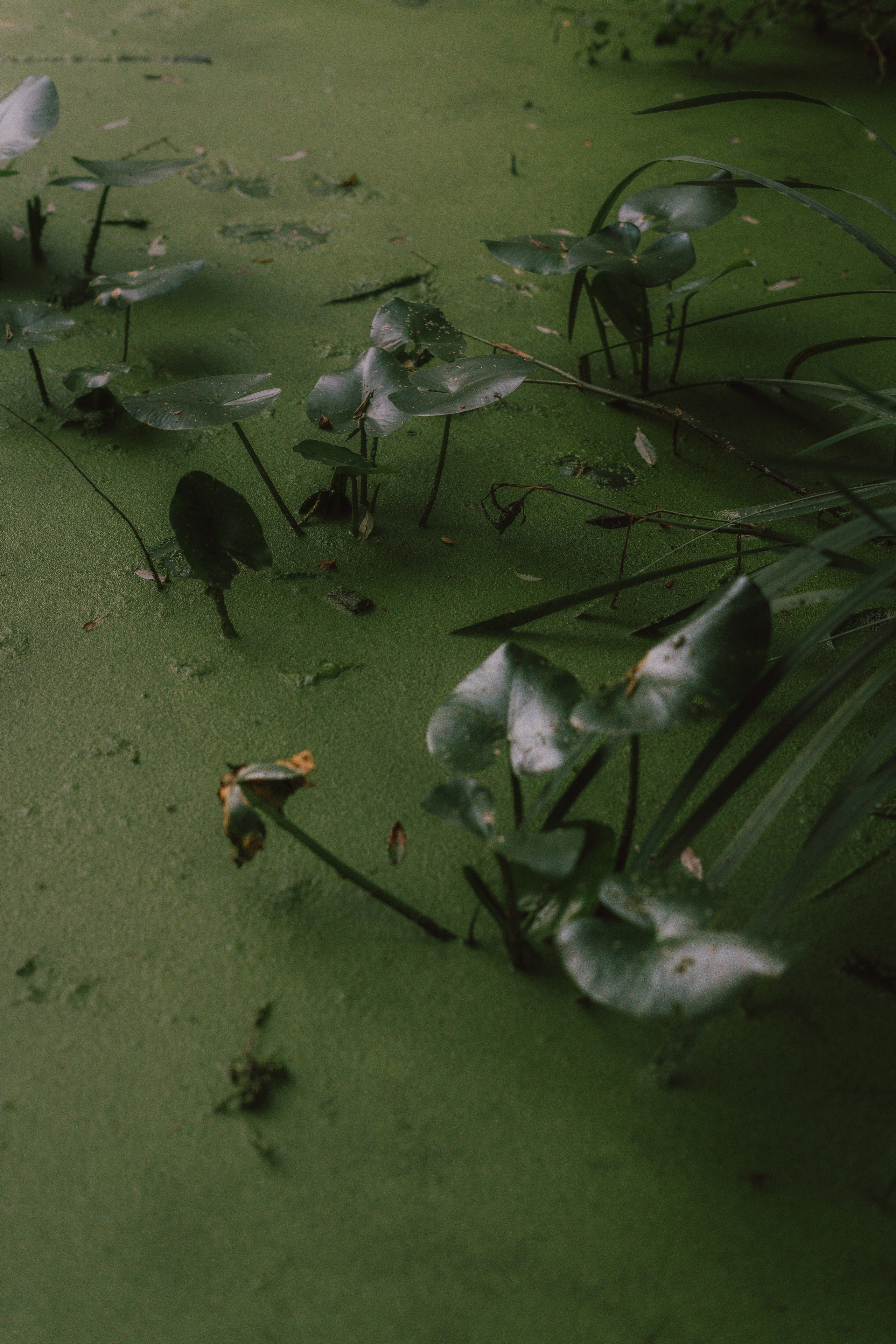 Alina (Verona, IT). Diana Fedrigo | Fotografa matrimoni in Italia