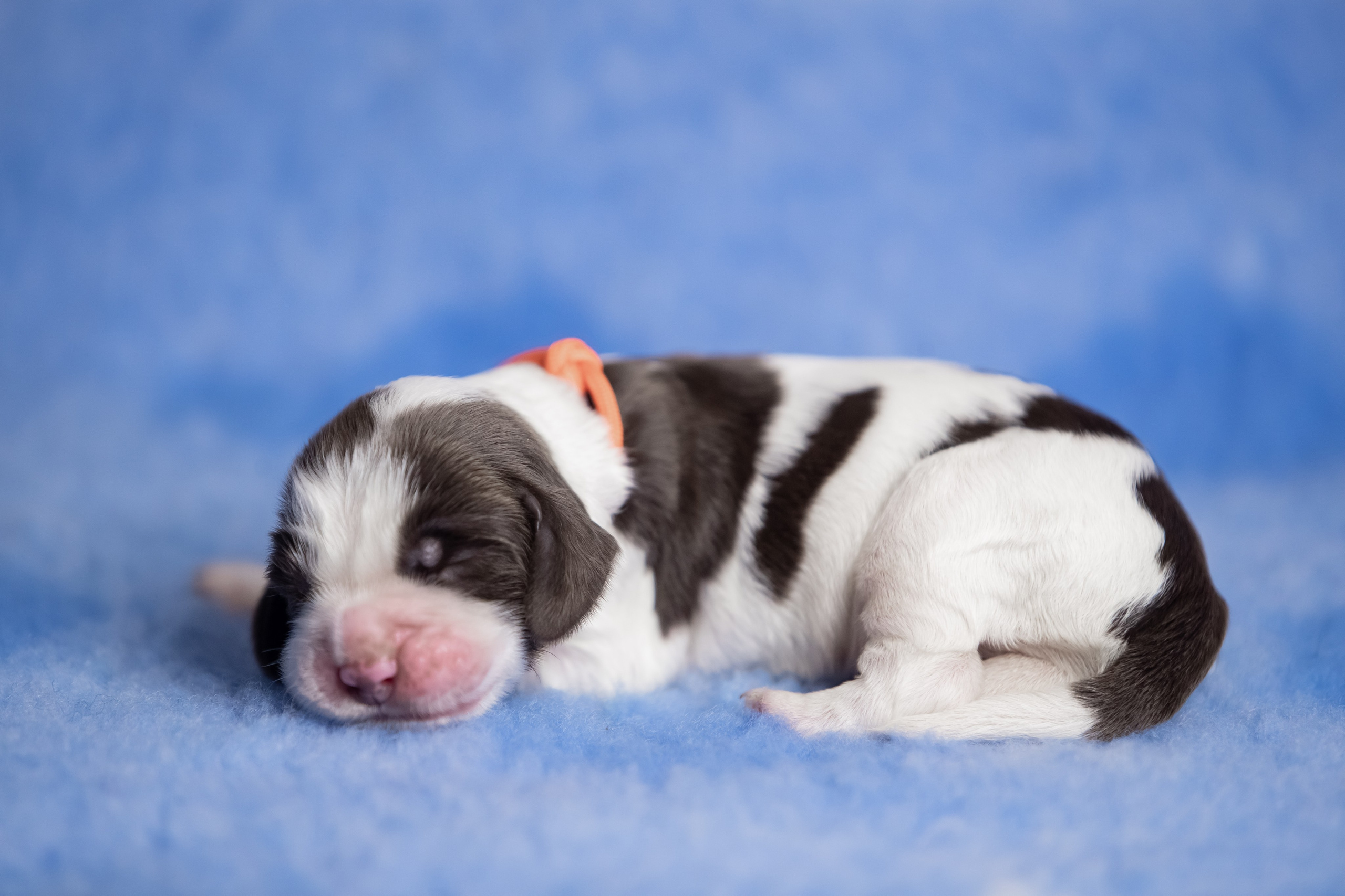 Male — Orange collar 🧡. Website of the titled stud dog of the Springer Spaniel breed