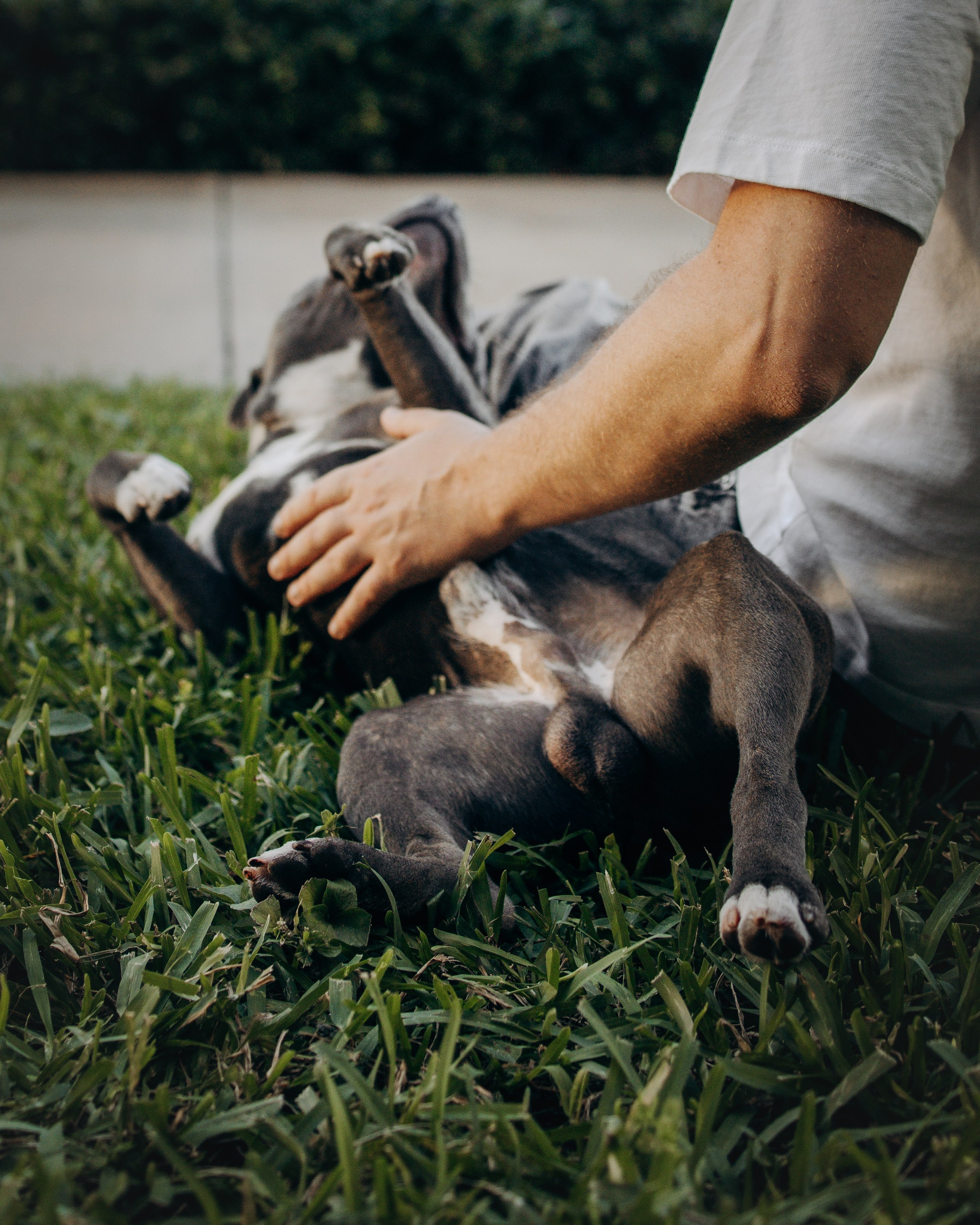 Cosmo & Serge. Pet Photographer Viktoriya Aleshenko