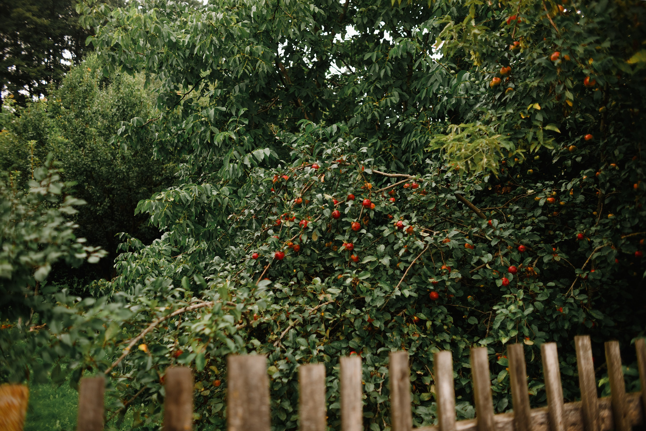 Grodno. Kaja | fotograf we Wrocławiu | ludzie i psy