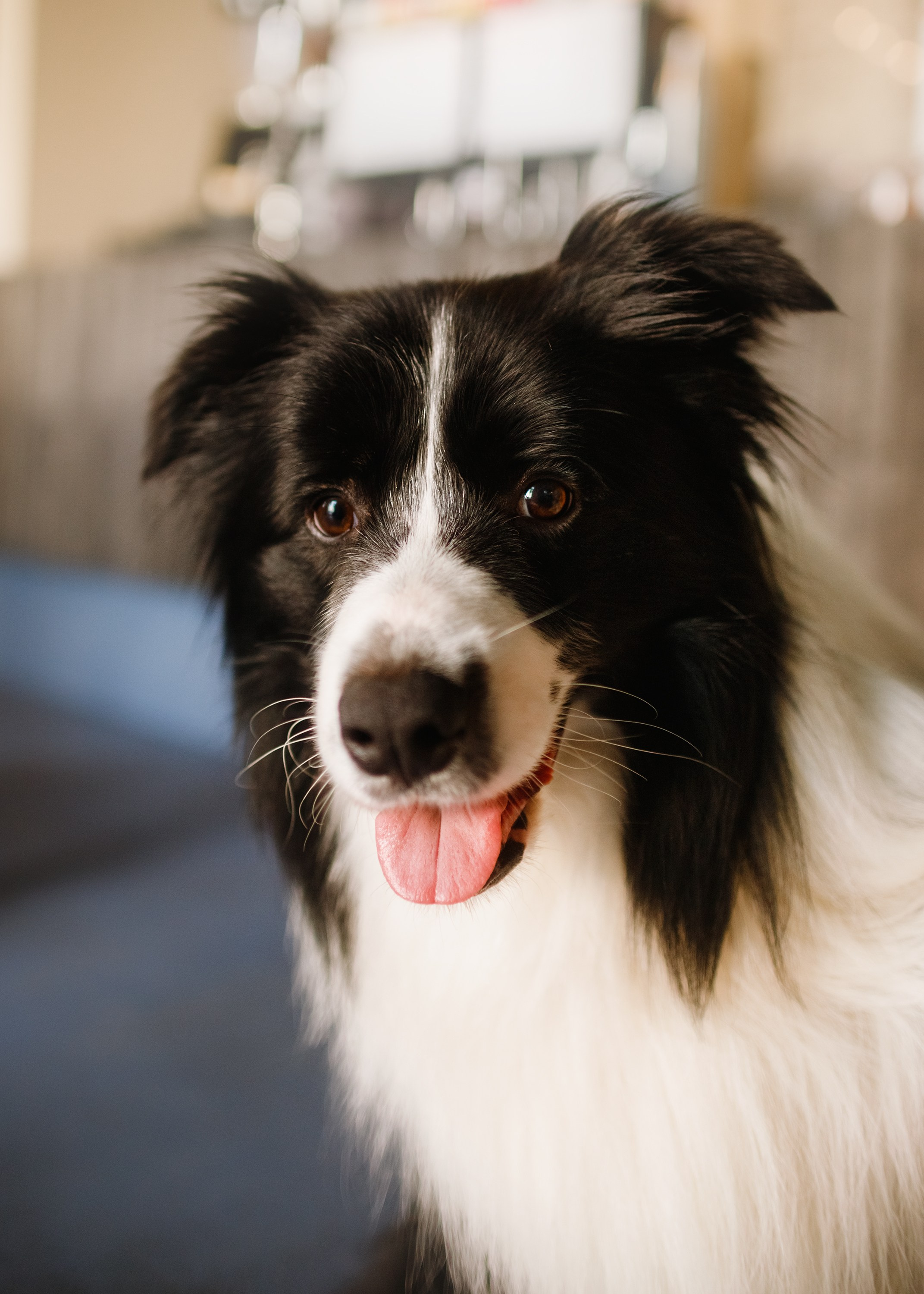 Evgenia & Richard. Kaja | fotograf we Wrocławiu | ludzie i psy