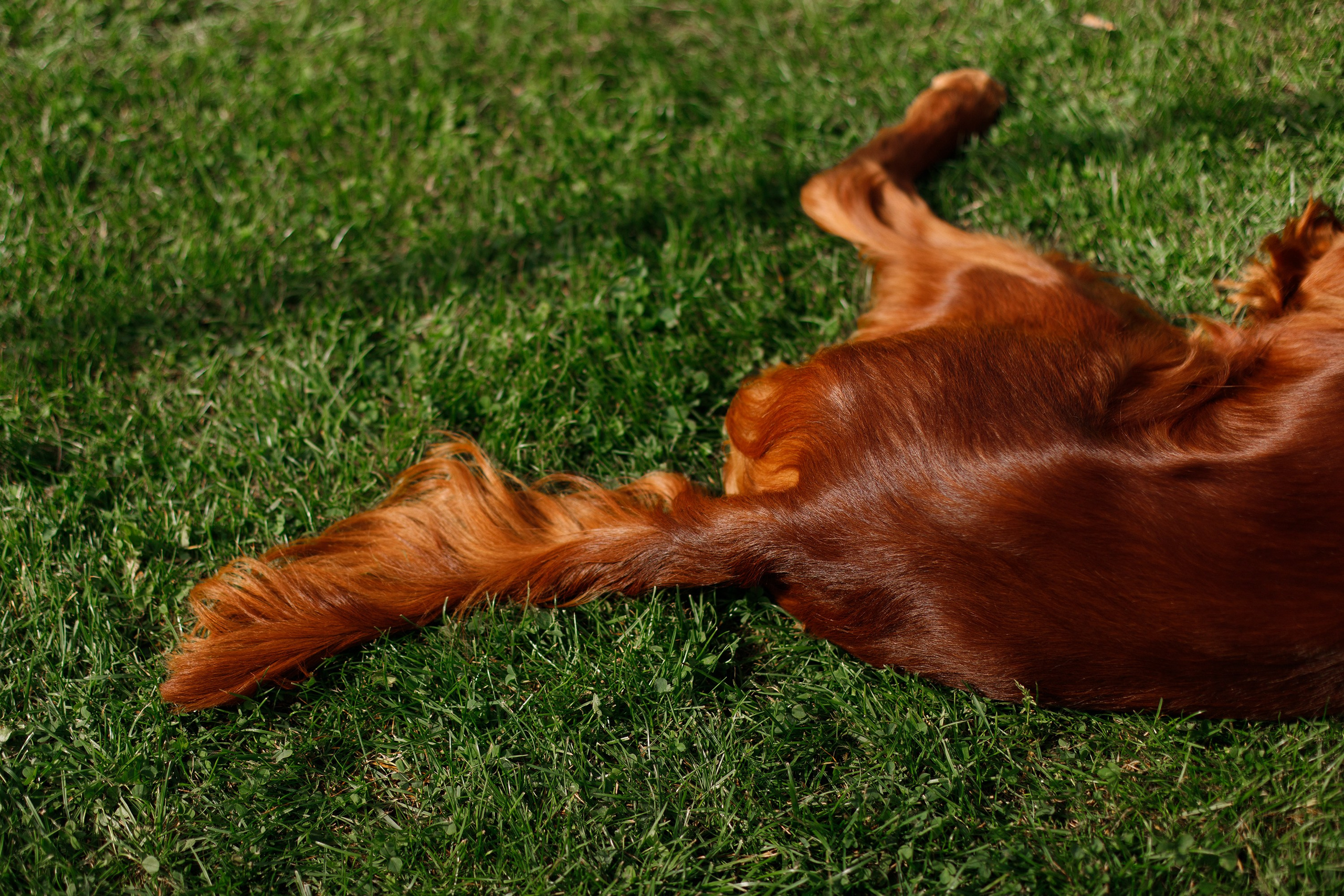 Dog shows | the best ones. Kaja | fotograf psów we Wrocławiu