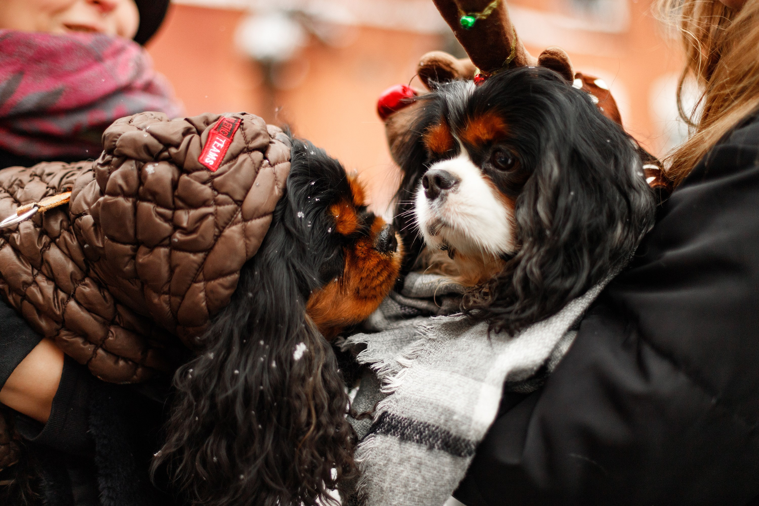 Uliana & winter spaniels. Kaja | fotograf psów we Wrocławiu