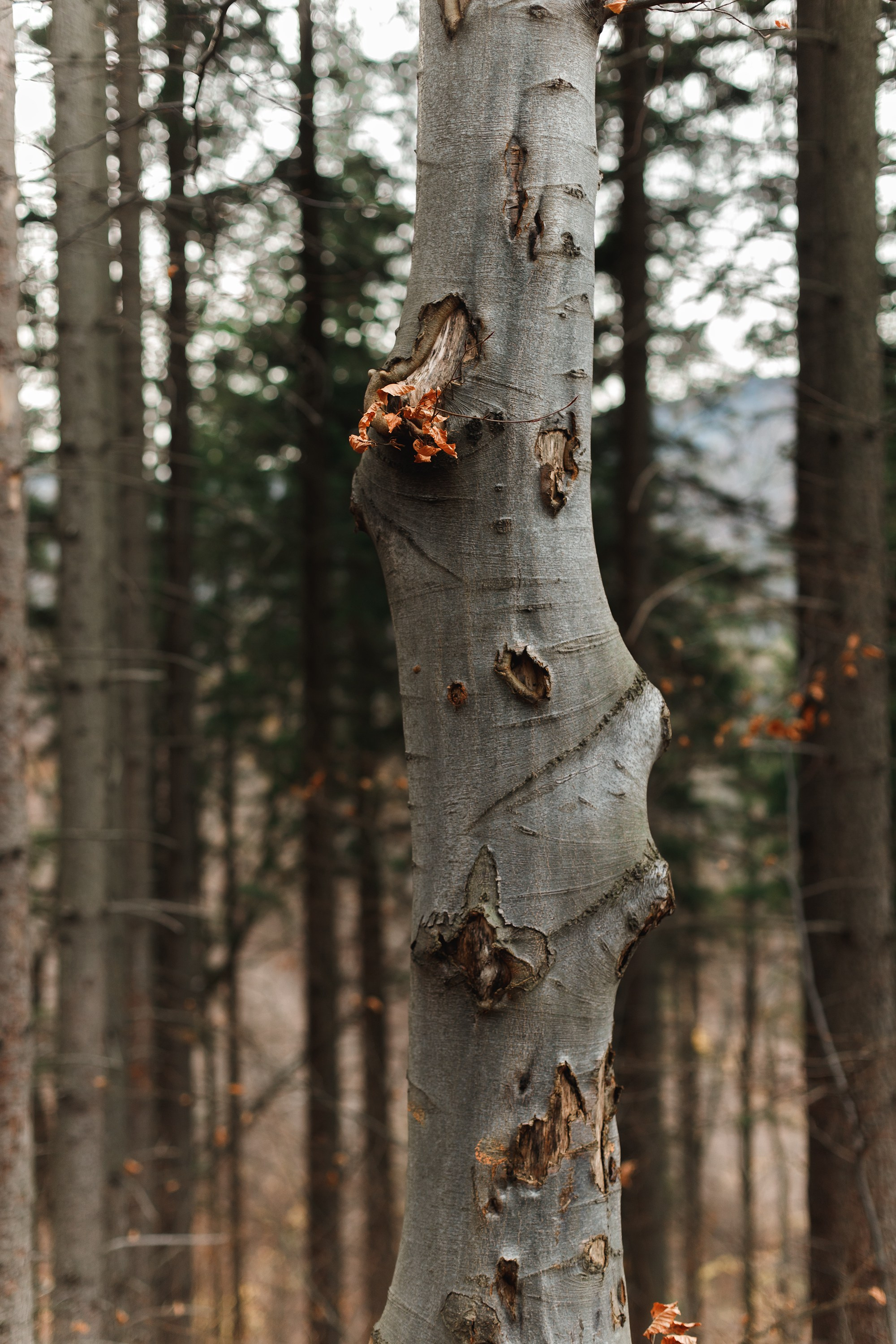 Sowie góry. Kaja | fotograf we Wrocławiu | ludzie i psy