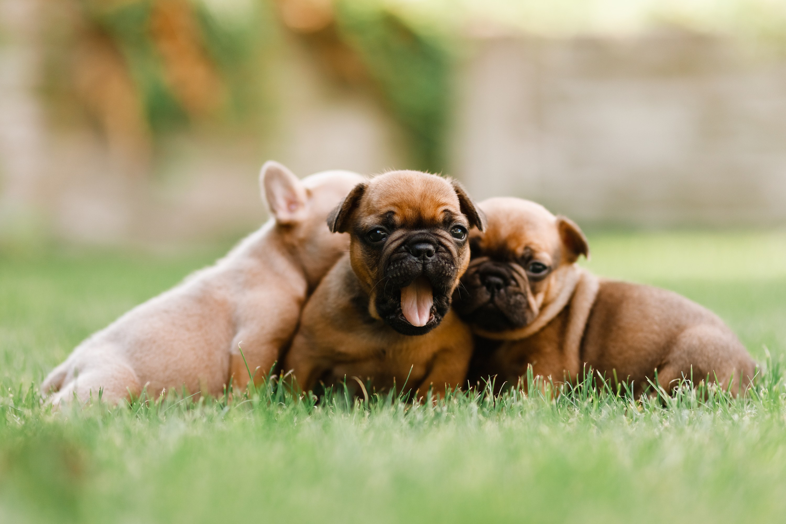 French bulldog puppies. Kaja | fotograf we Wrocławiu | ludzie i psy