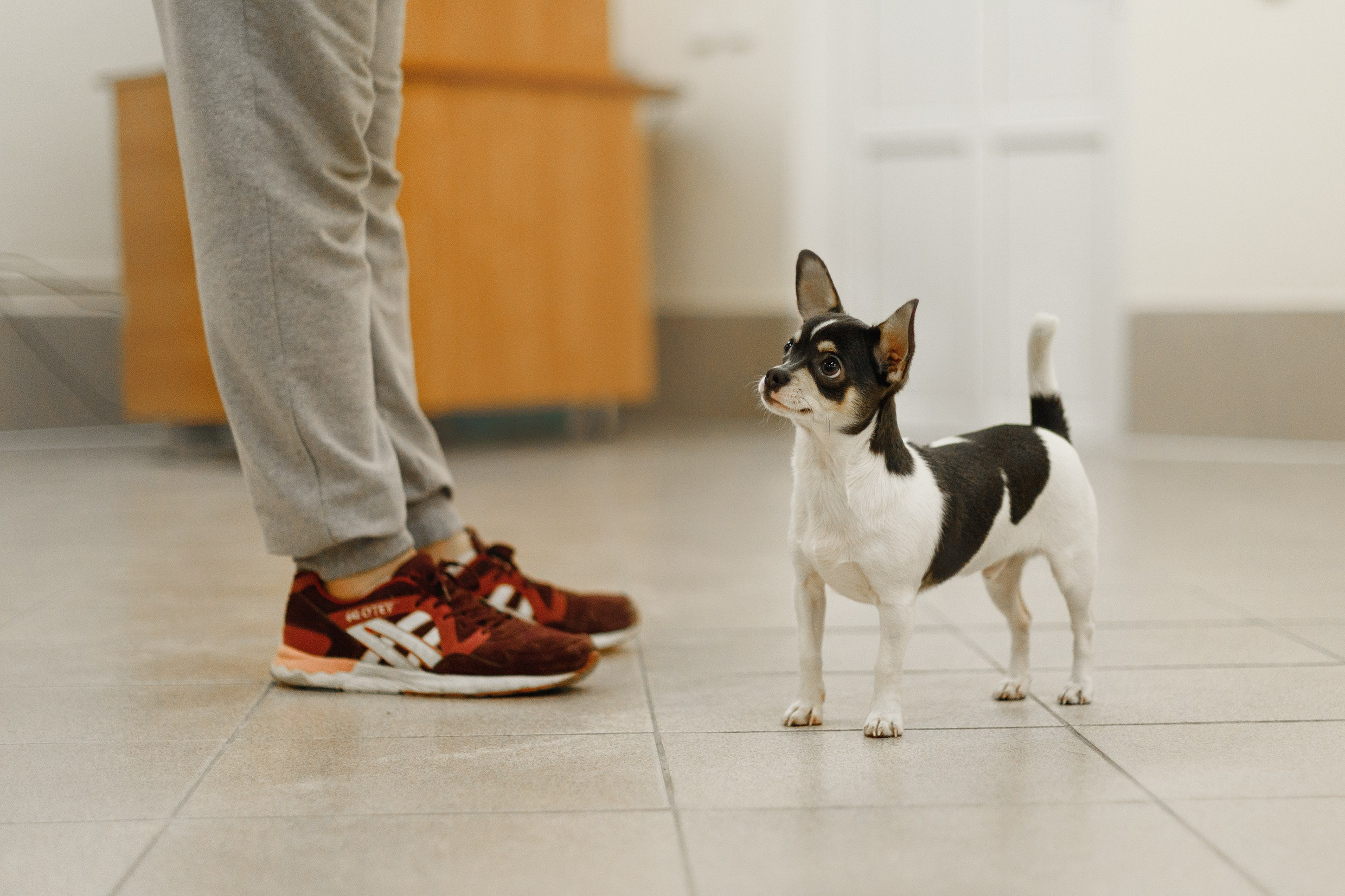 Dog handling hall. Kaja | fotograf we Wrocławiu | ludzie i psy
