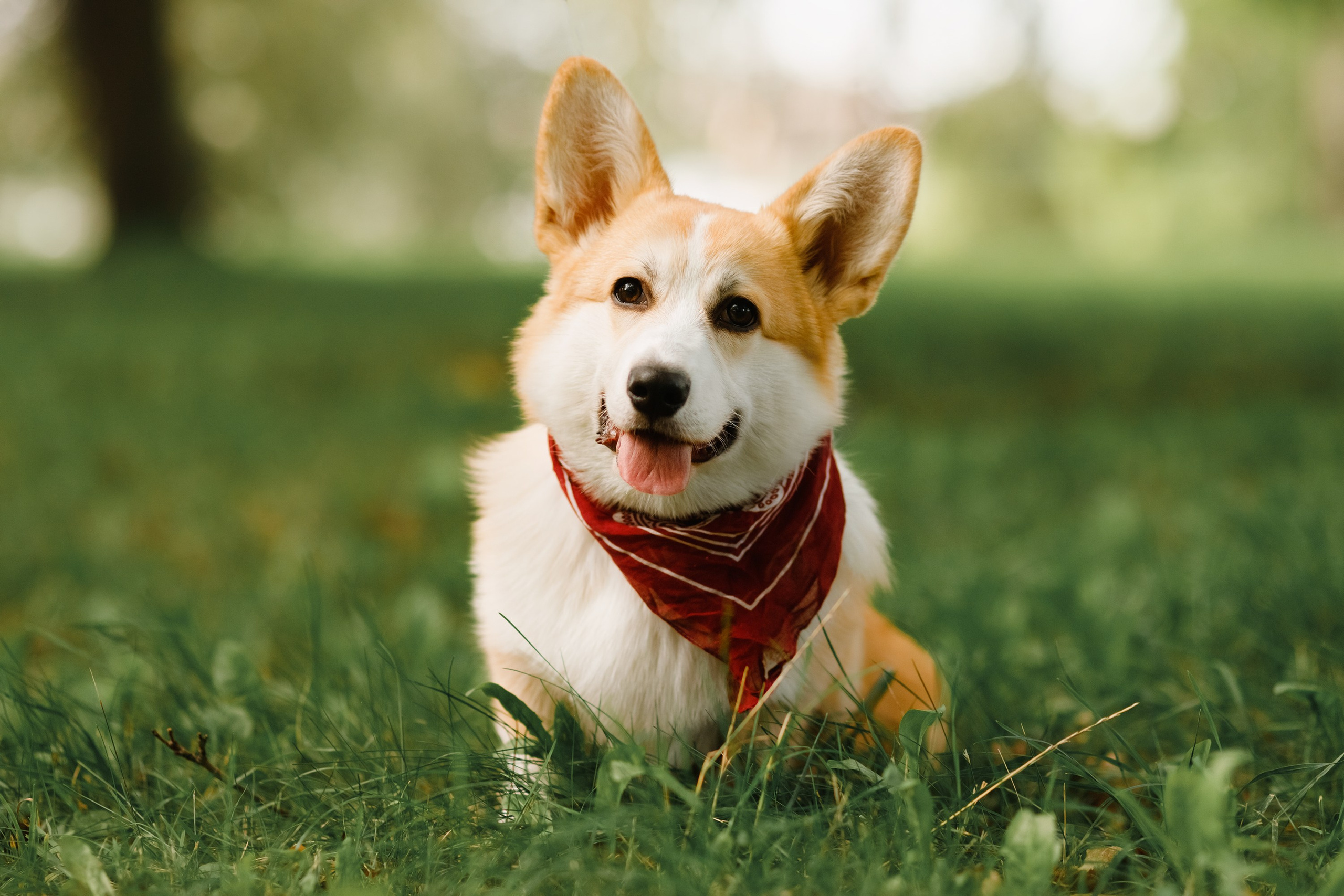 Summer photo day for dog handler. Kaja | fotograf we Wrocławiu | ludzie i psy